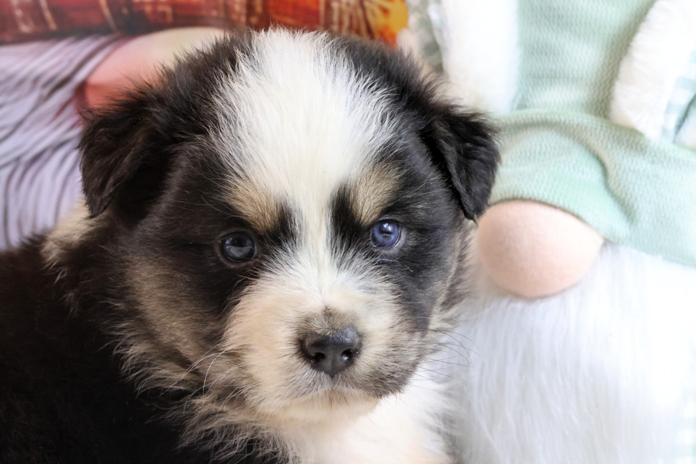 des Gardiens d'Hadès - Chiots disponibles - Berger Australien