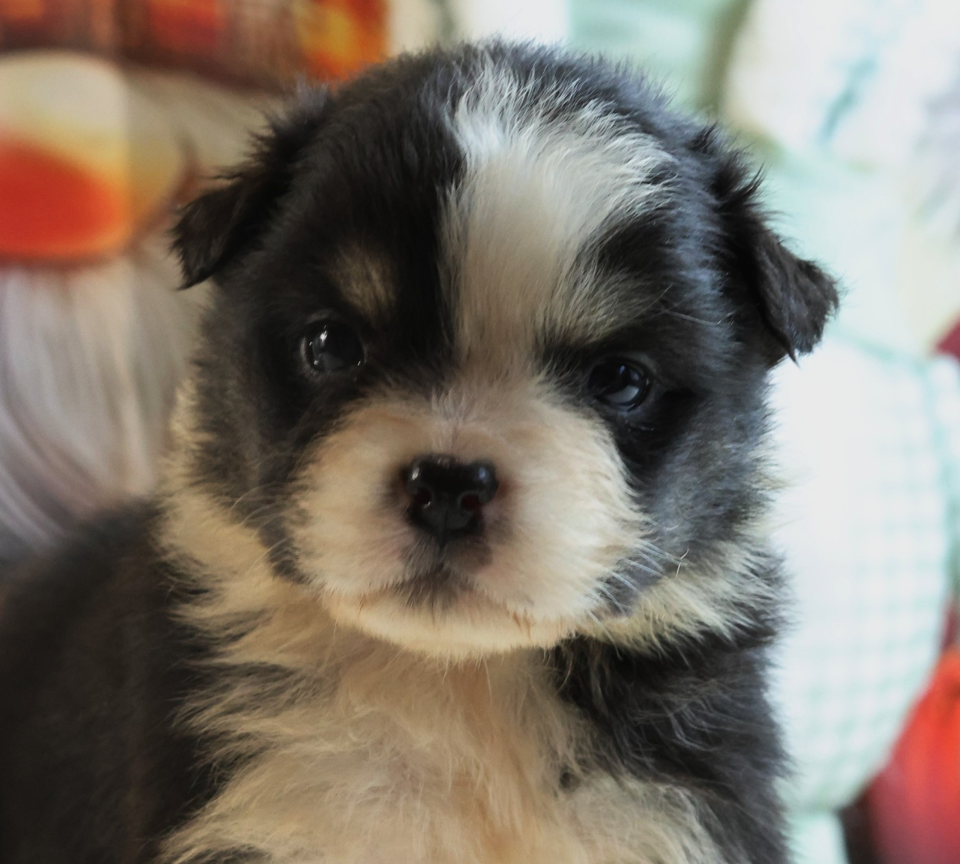 des Gardiens d'Hadès - Chiots disponibles - Berger Australien