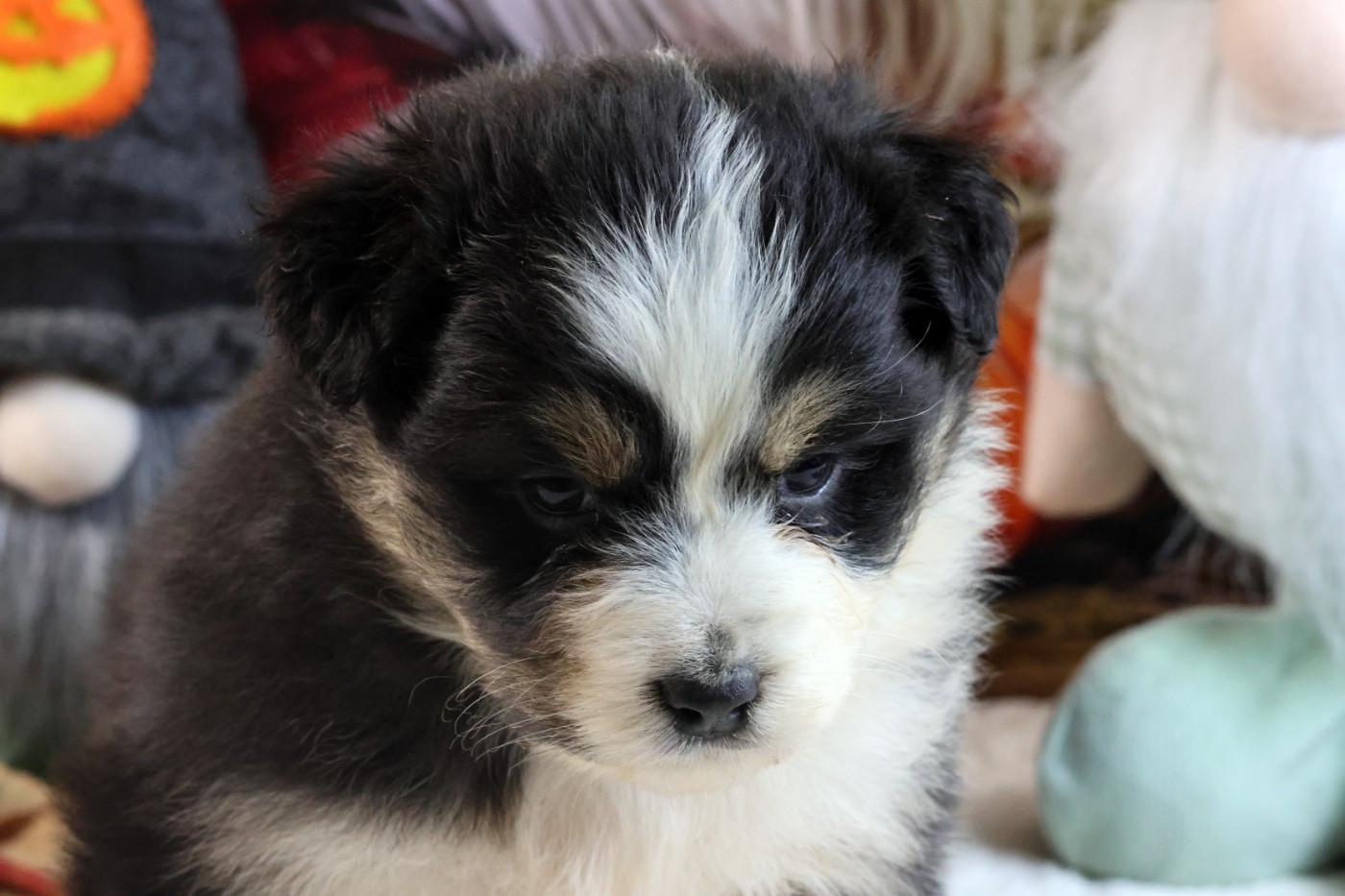 des Gardiens d'Hadès - Chiots disponibles - Berger Australien