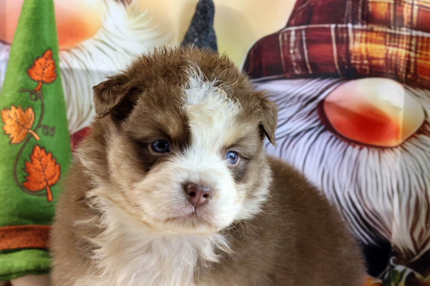 des Gardiens d'Hadès - Chiots disponibles - Berger Australien