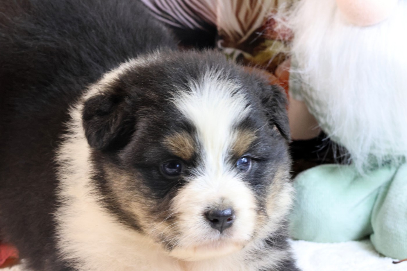 des Gardiens d'Hadès - Chiots disponibles - Berger Australien