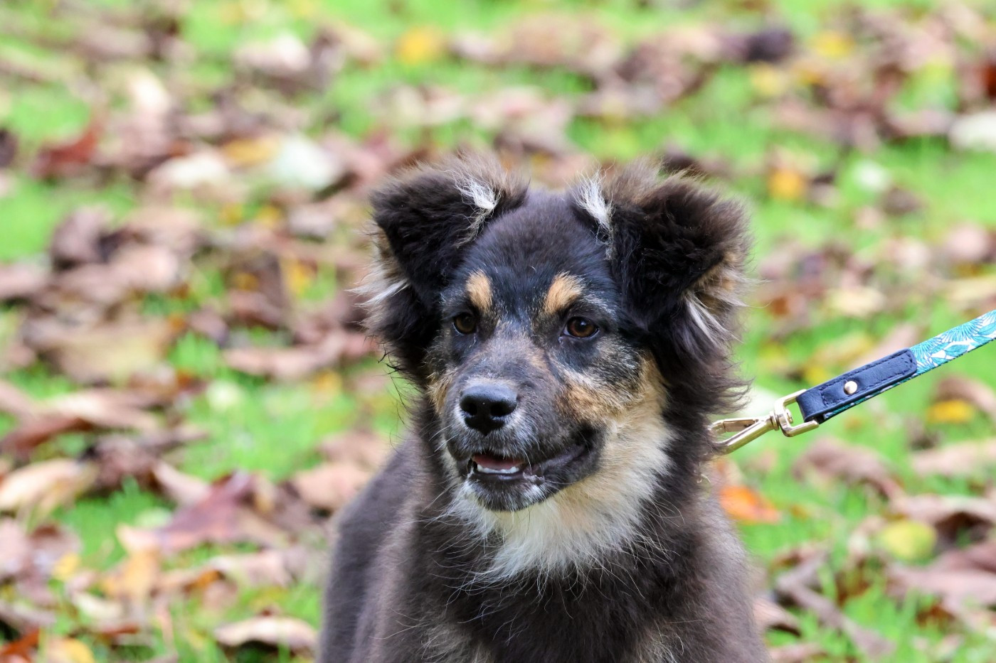 des Gardiens d'Hadès - Chiots disponibles - Berger Australien