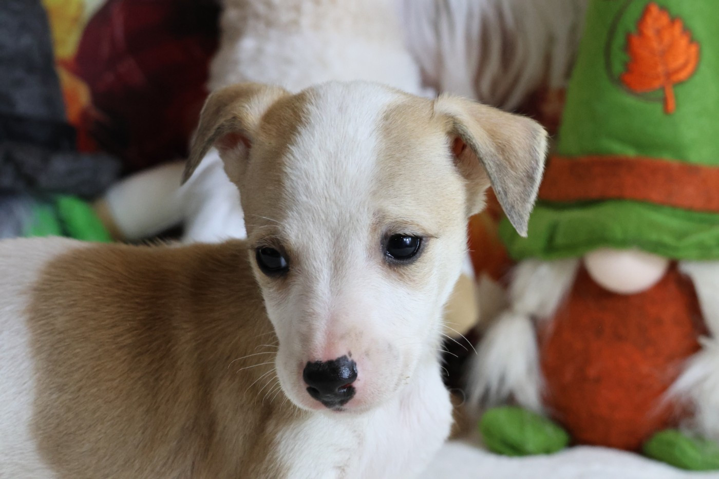 des Gardiens d'Hadès - Chiots disponibles - Whippet