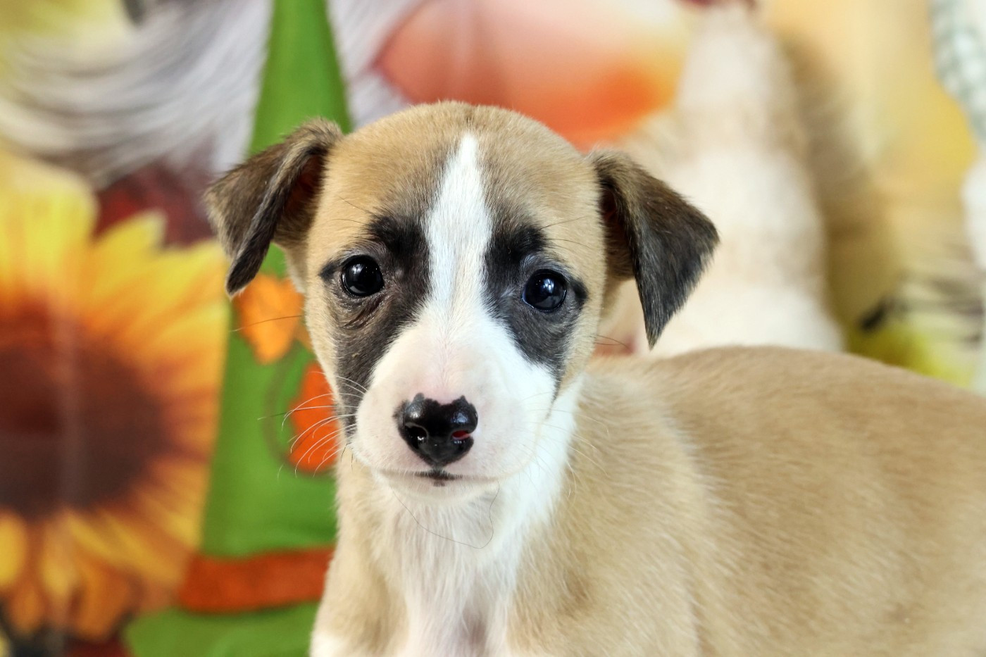 des Gardiens d'Hadès - Chiots disponibles - Whippet