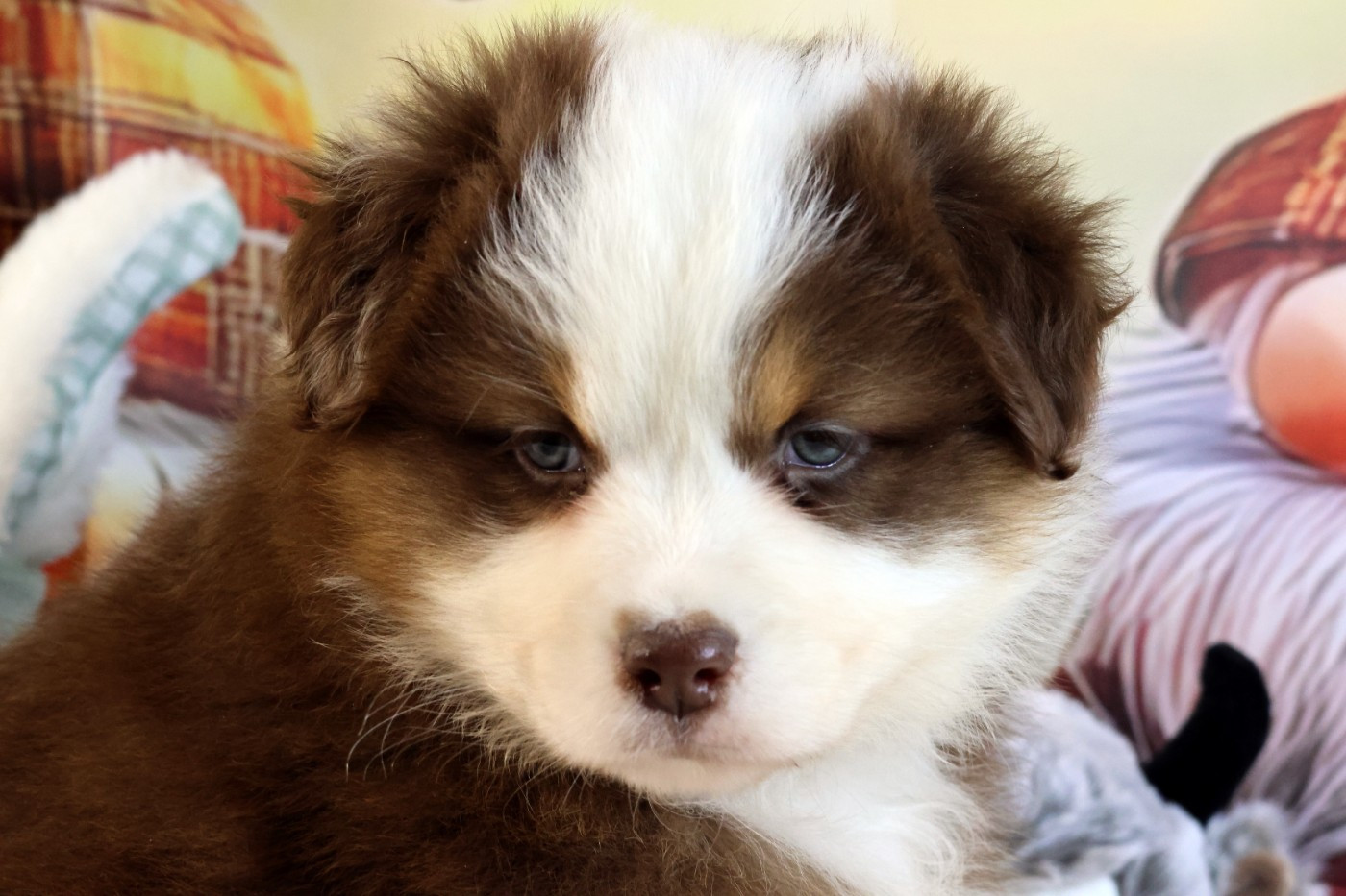 des Gardiens d'Hadès - Chiots disponibles - Berger Australien