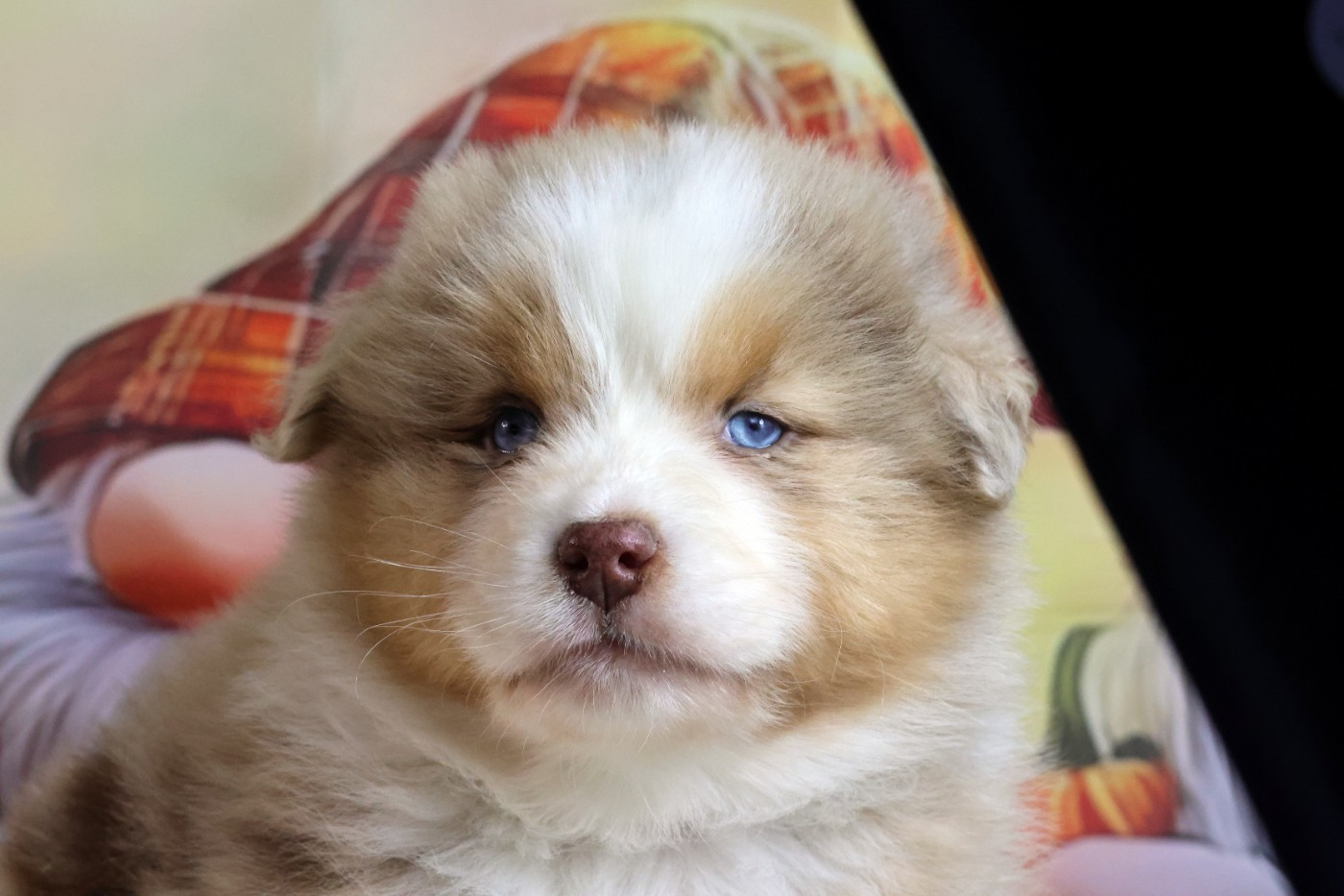 des Gardiens d'Hadès - Chiots disponibles - Berger Australien