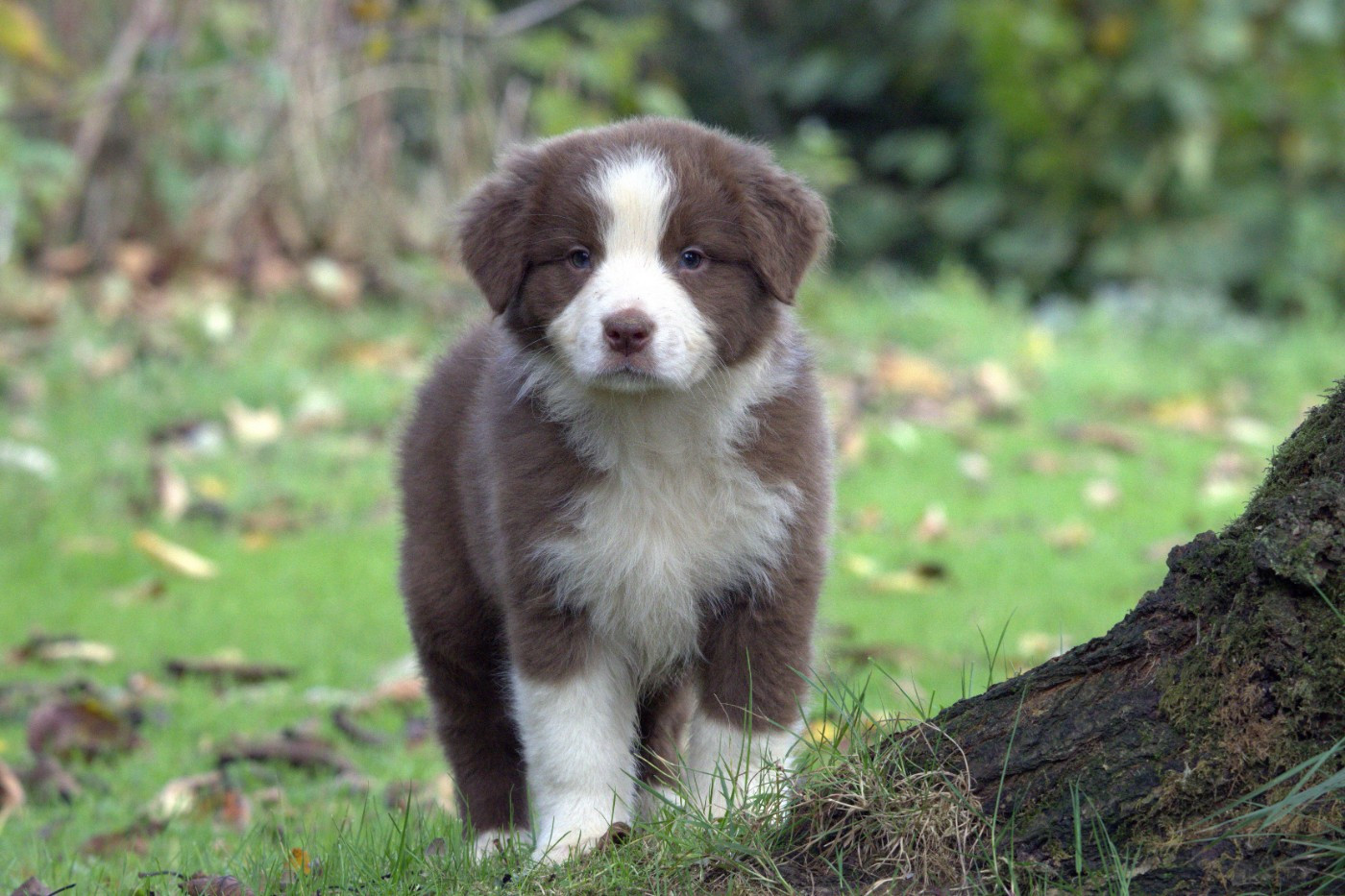 des Gardiens d'Hadès - Chiots disponibles - Berger Australien