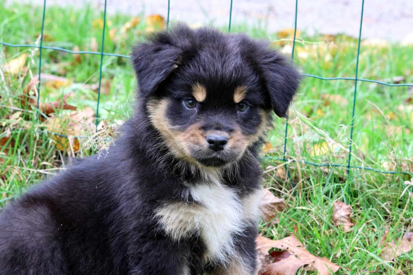 des Gardiens d'Hadès - Chiots disponibles - Berger Australien