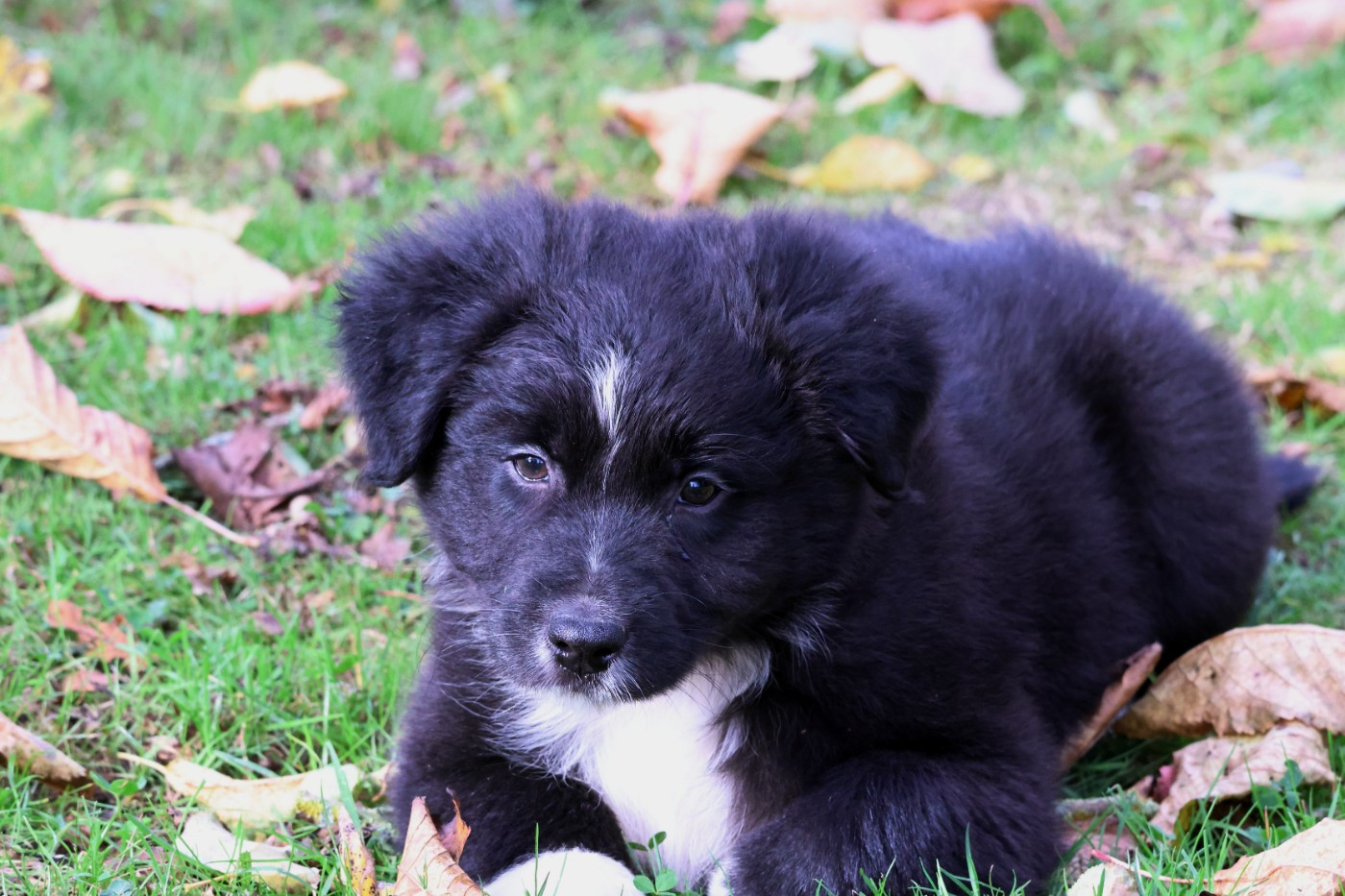 des Gardiens d'Hadès - Chiots disponibles - Berger Australien