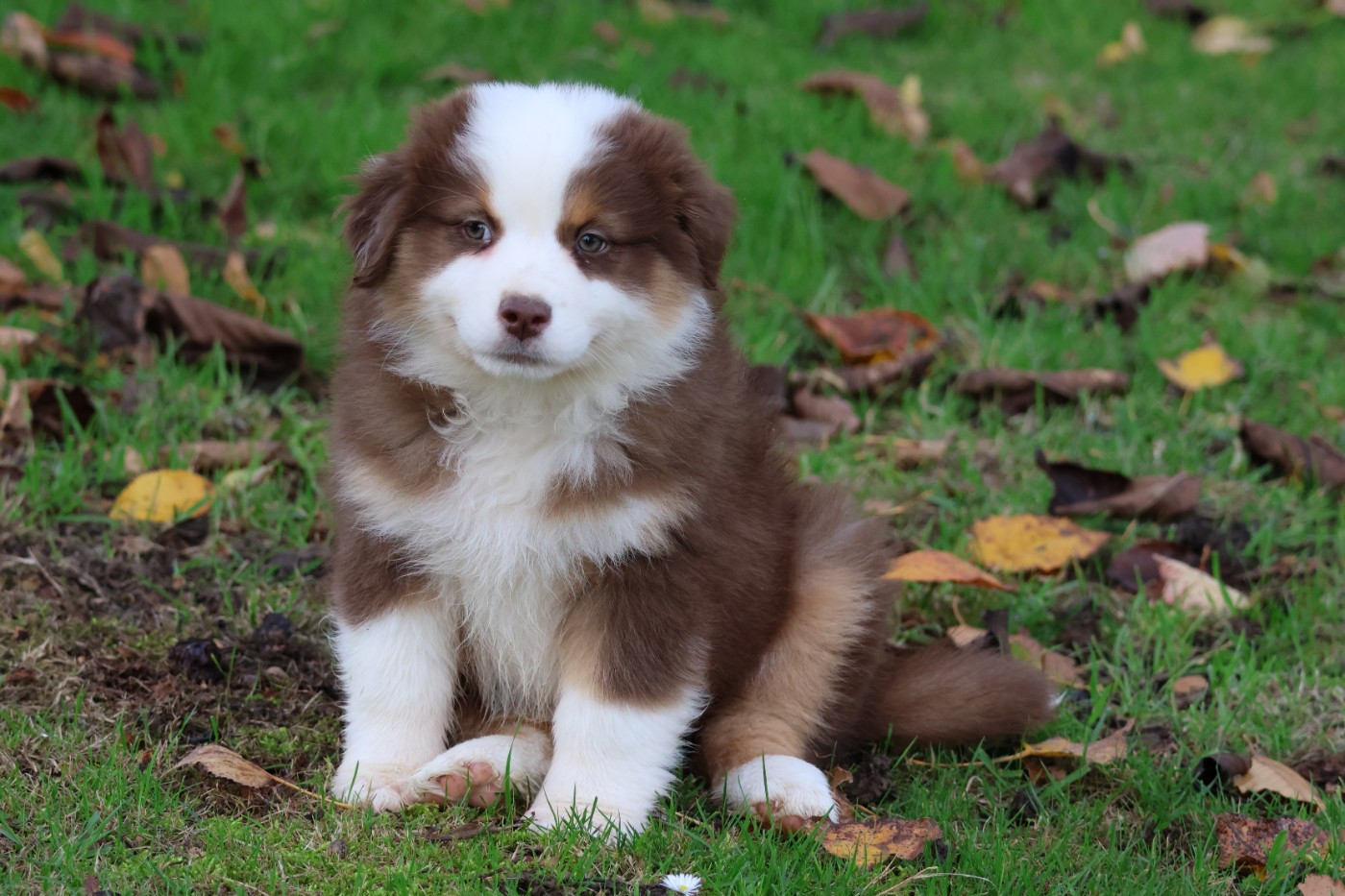 des Gardiens d'Hadès - Chiots disponibles - Berger Australien