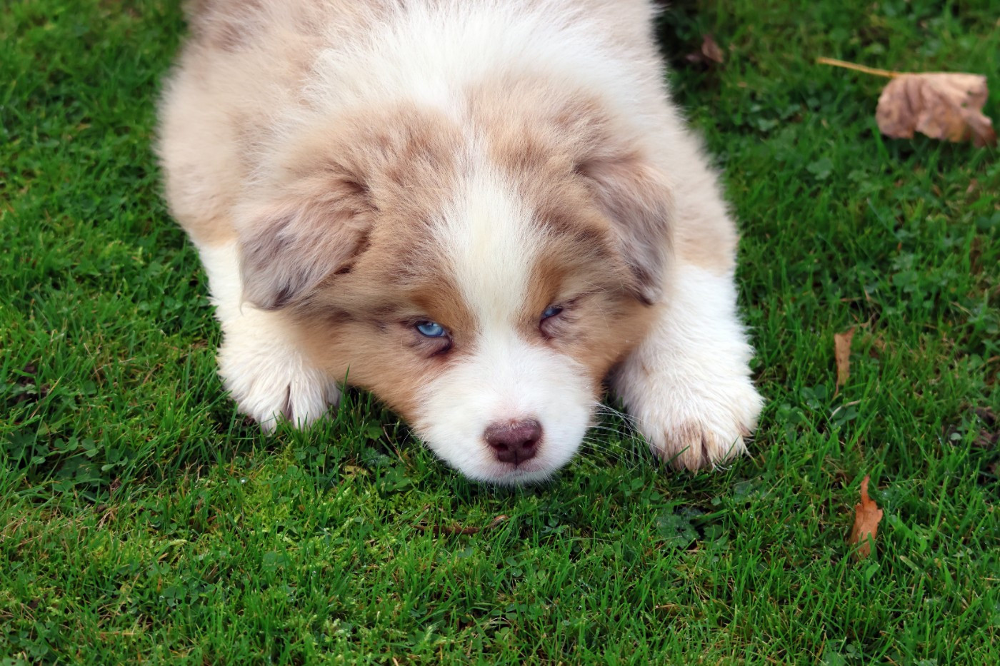 des Gardiens d'Hadès - Chiots disponibles - Berger Australien