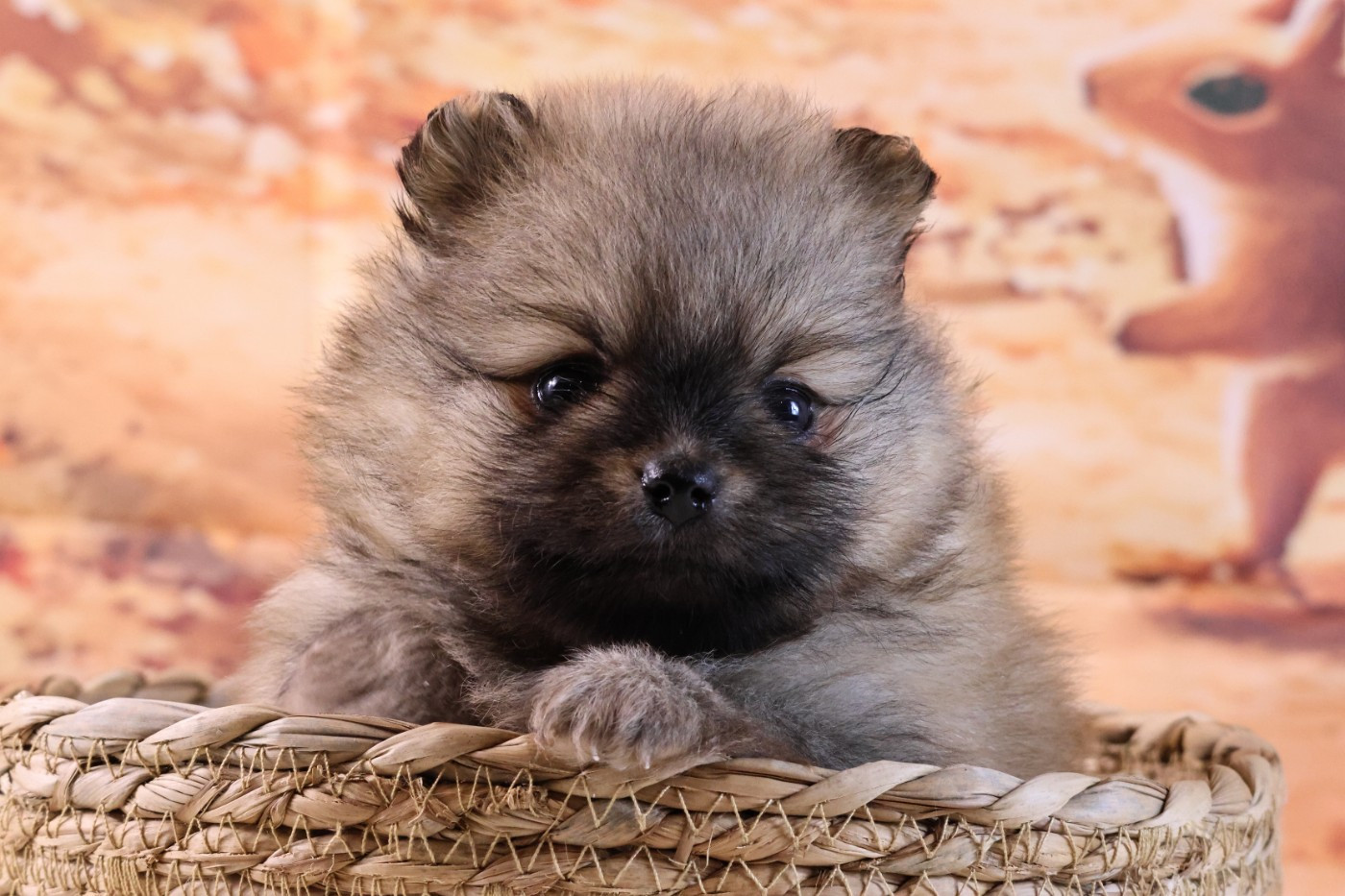 des Gardiens d'Hadès - Chiots disponibles - Spitz allemand