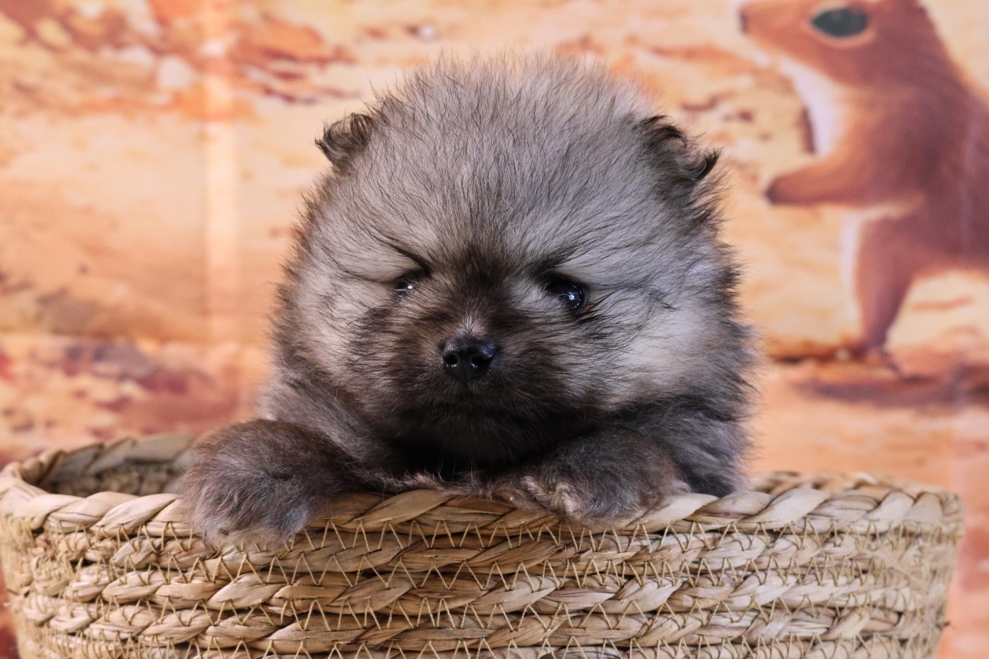 des Gardiens d'Hadès - Chiots disponibles - Spitz allemand