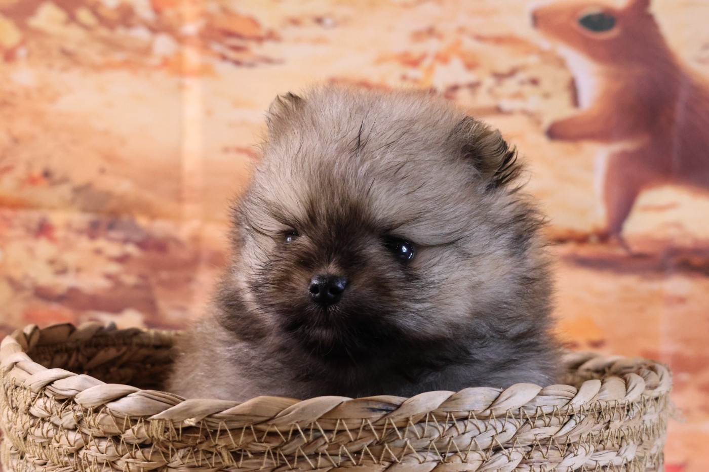 des Gardiens d'Hadès - Chiots disponibles - Spitz allemand