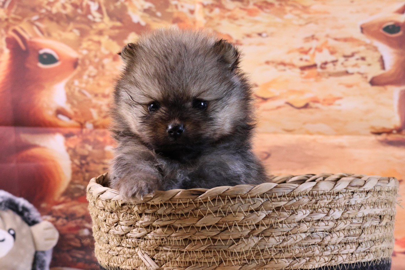 des Gardiens d'Hadès - Chiots disponibles - Spitz allemand