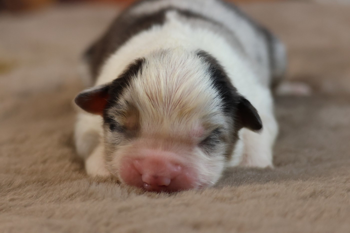 des Gardiens d'Hadès - Chiots disponibles - Berger Australien