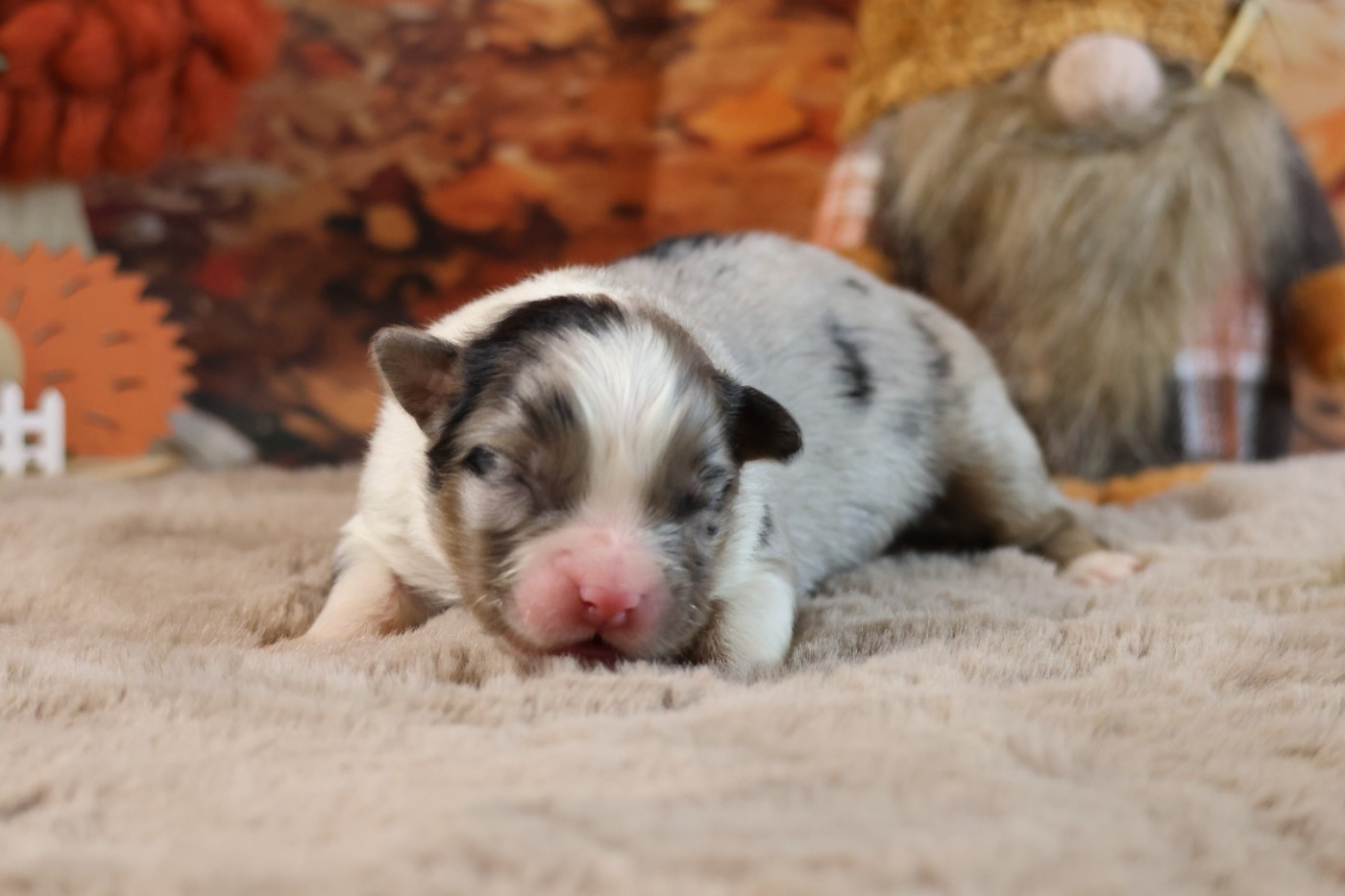 des Gardiens d'Hadès - Chiots disponibles - Berger Australien