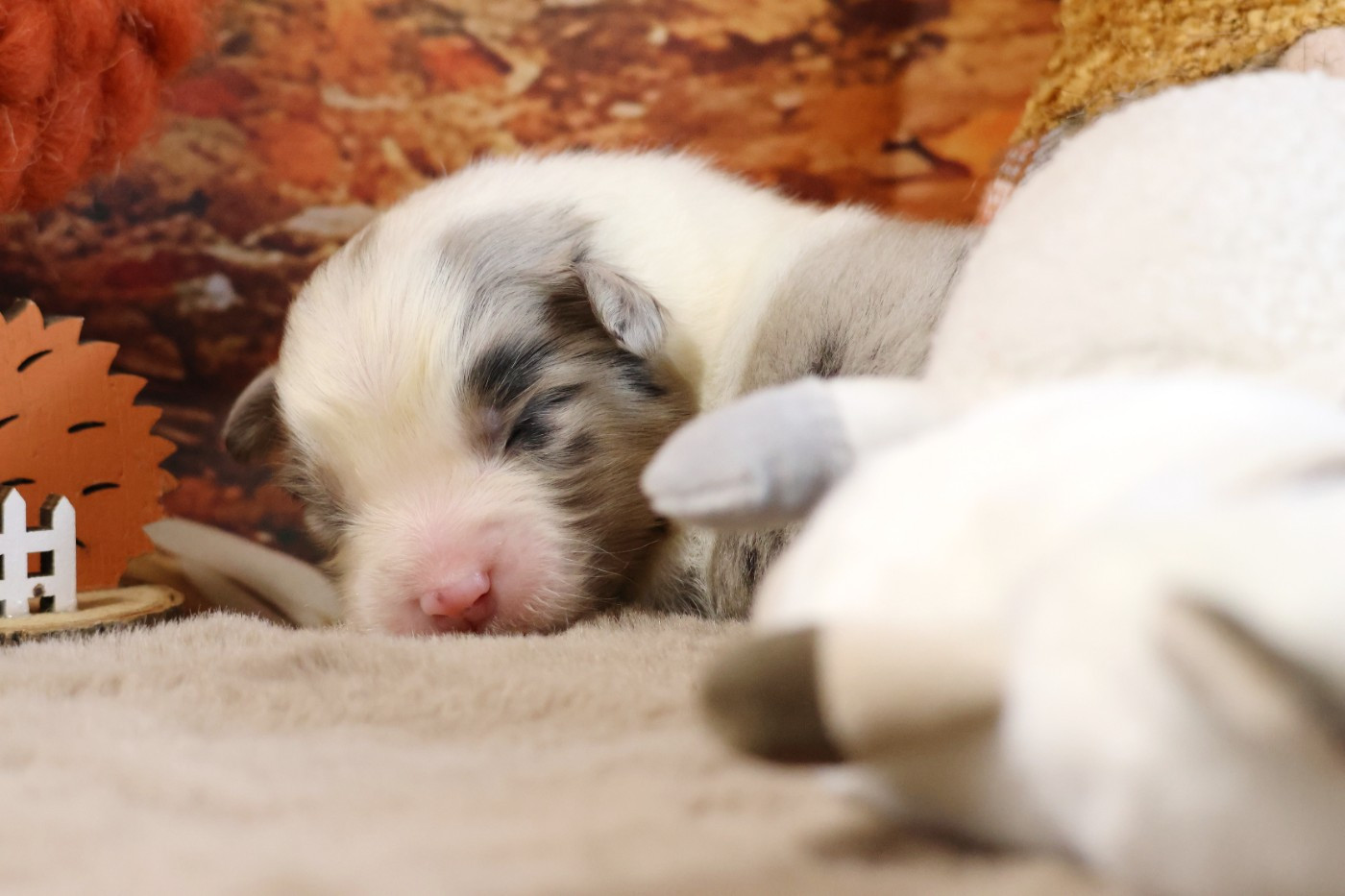 des Gardiens d'Hadès - Chiots disponibles - Berger Australien