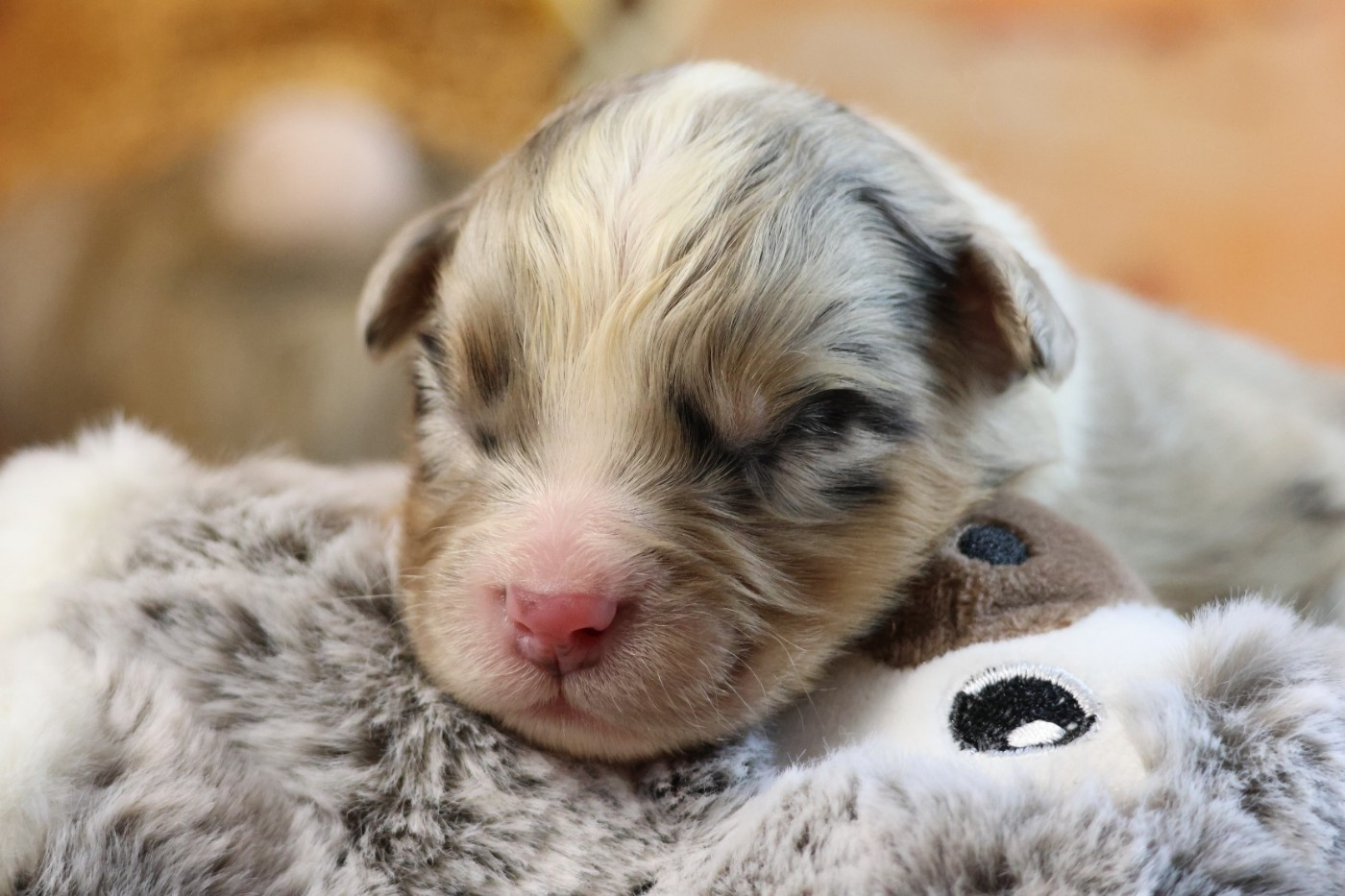 des Gardiens d'Hadès - Chiots disponibles - Berger Australien