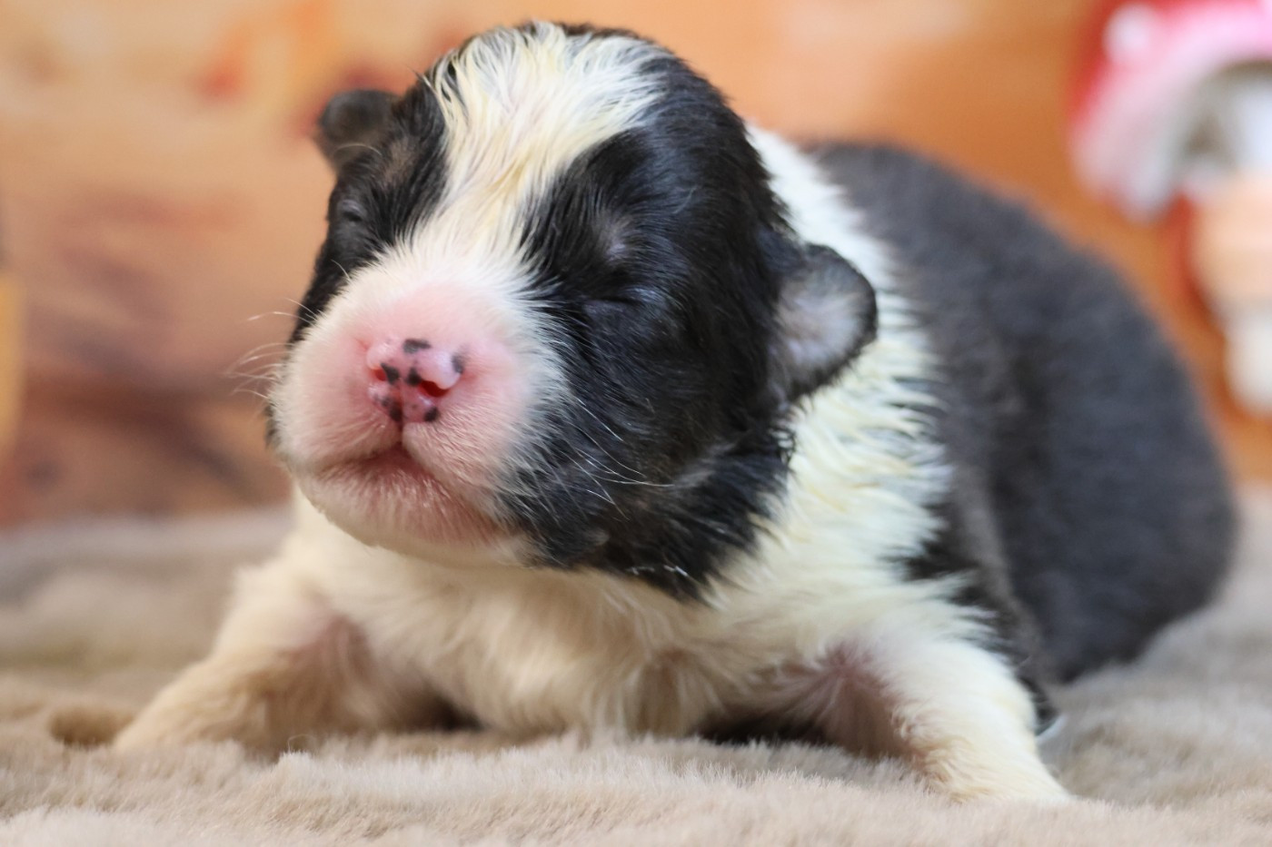 des Gardiens d'Hadès - Chiots disponibles - Berger Australien