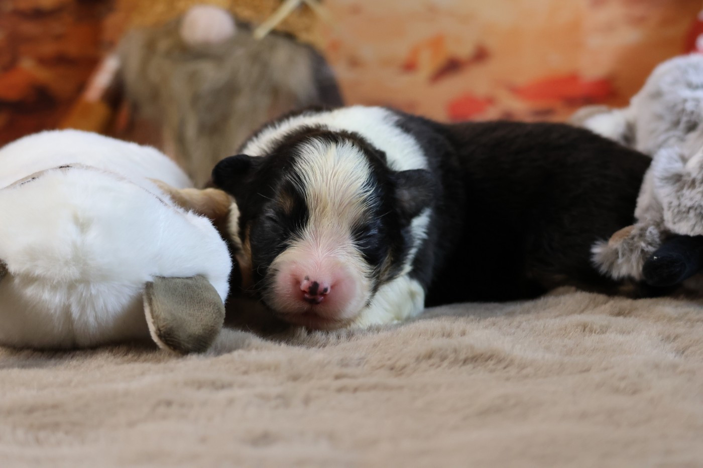des Gardiens d'Hadès - Chiots disponibles - Berger Australien