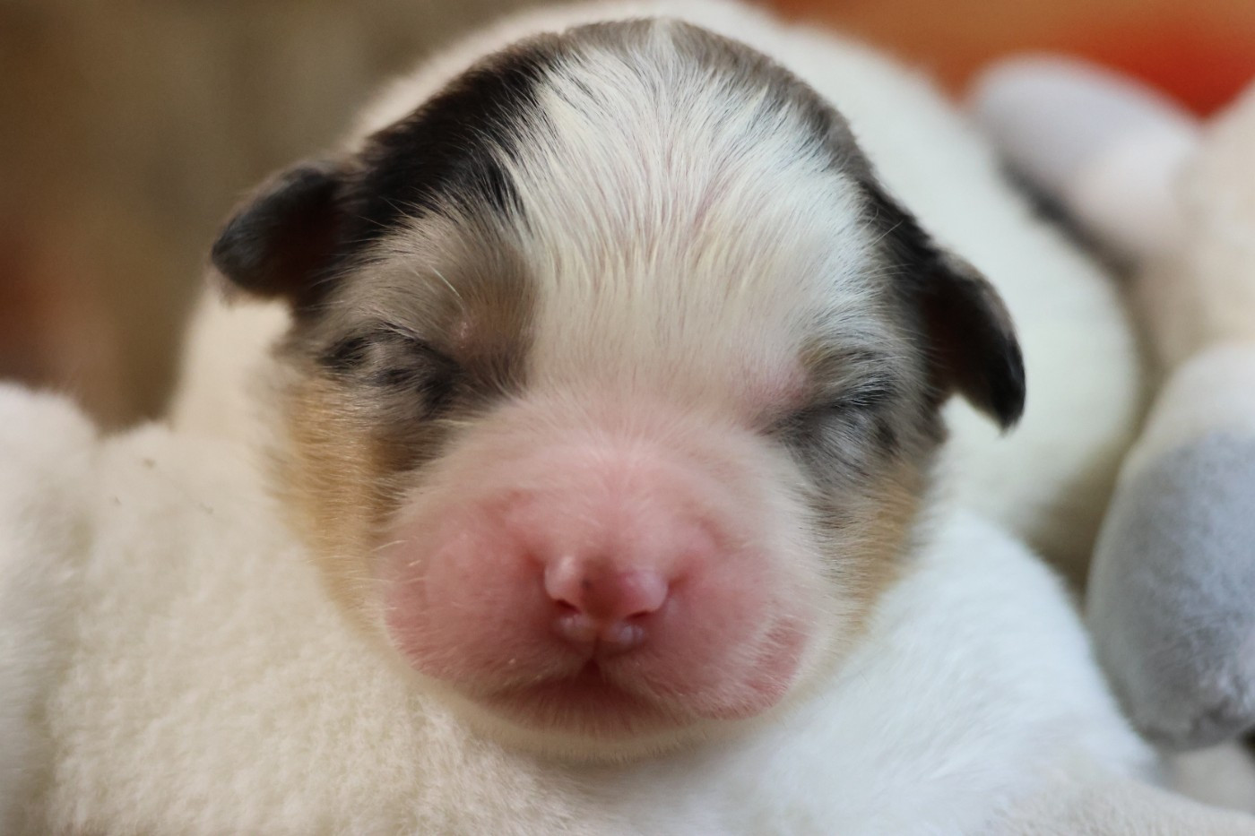 des Gardiens d'Hadès - Chiots disponibles - Berger Australien