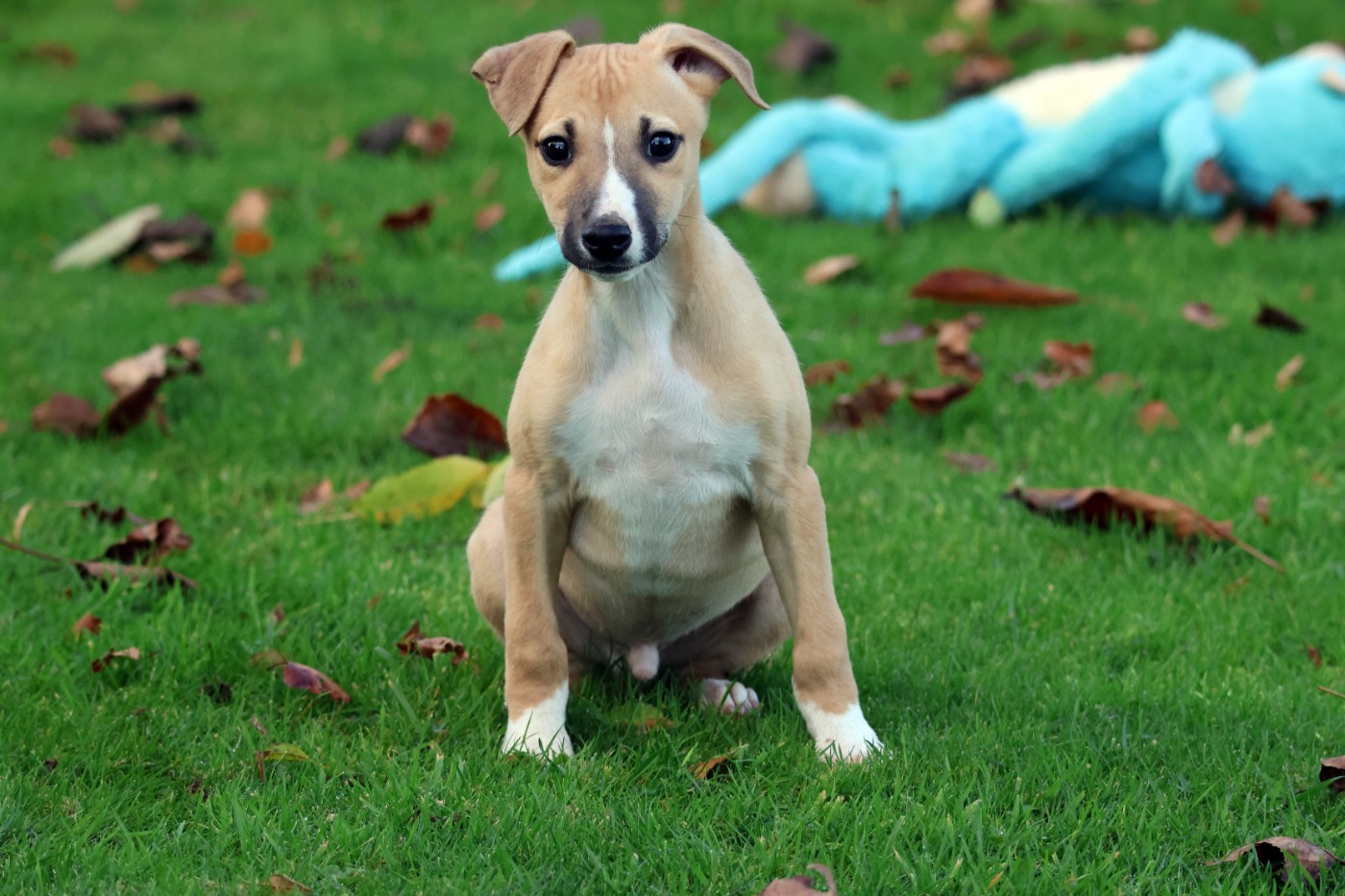 des Gardiens d'Hadès - Chiots disponibles - Whippet