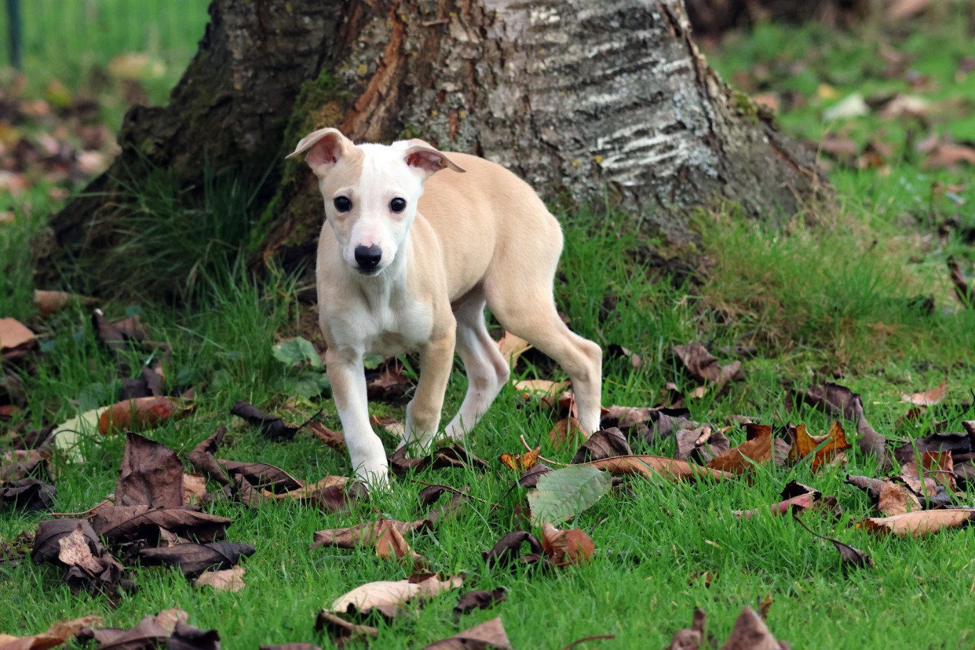 des Gardiens d'Hadès - Chiots disponibles - Whippet