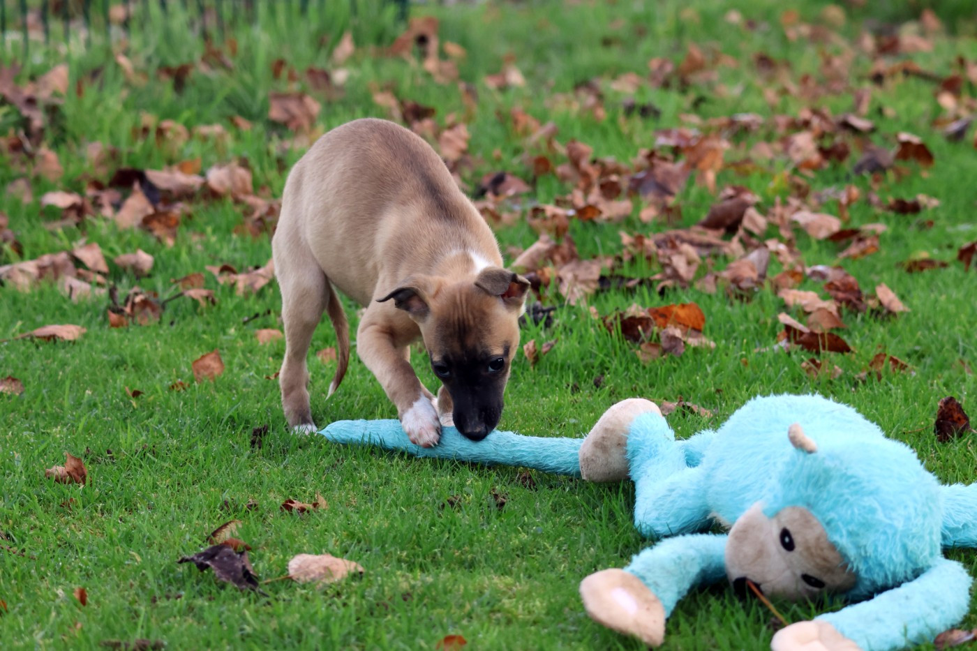 des Gardiens d'Hadès - Chiots disponibles - Whippet