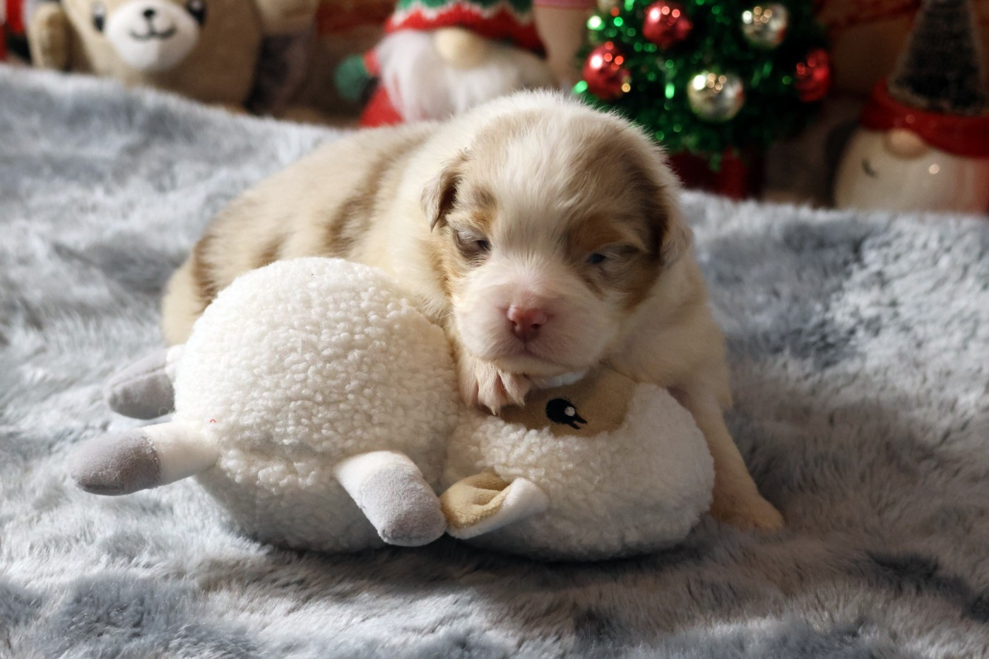 des Gardiens d'Hadès - Chiots disponibles - Berger Australien
