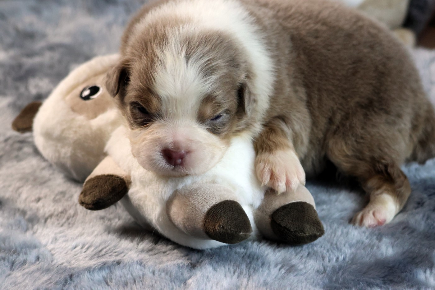 des Gardiens d'Hadès - Chiots disponibles - Berger Australien