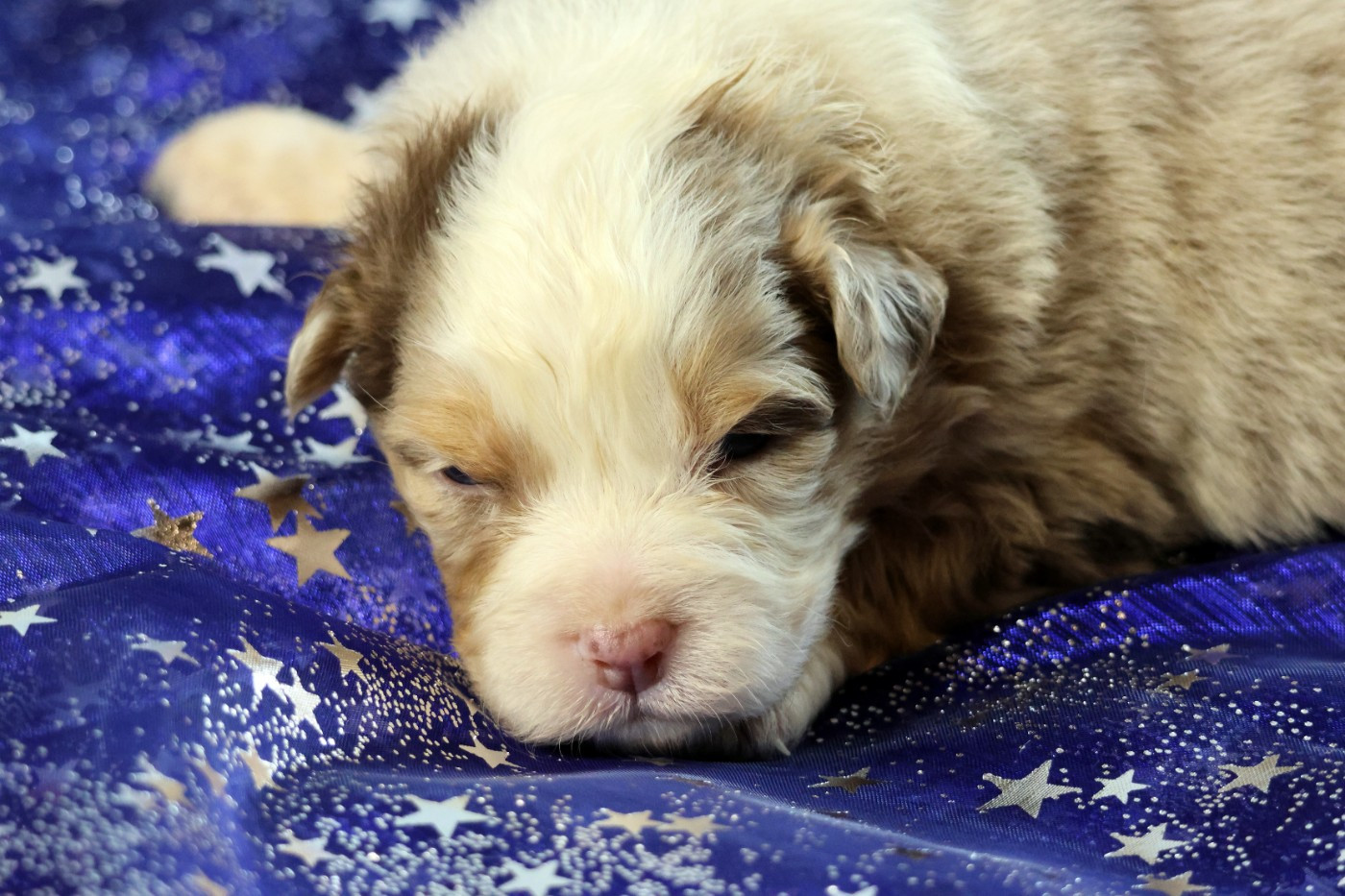 des Gardiens d'Hadès - Chiots disponibles - Berger Australien