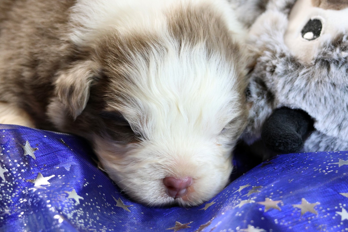 des Gardiens d'Hadès - Chiots disponibles - Berger Australien