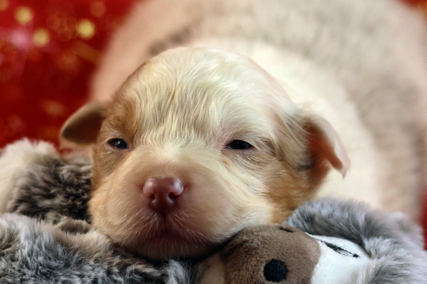 des Gardiens d'Hadès - Chiots disponibles - Berger Australien