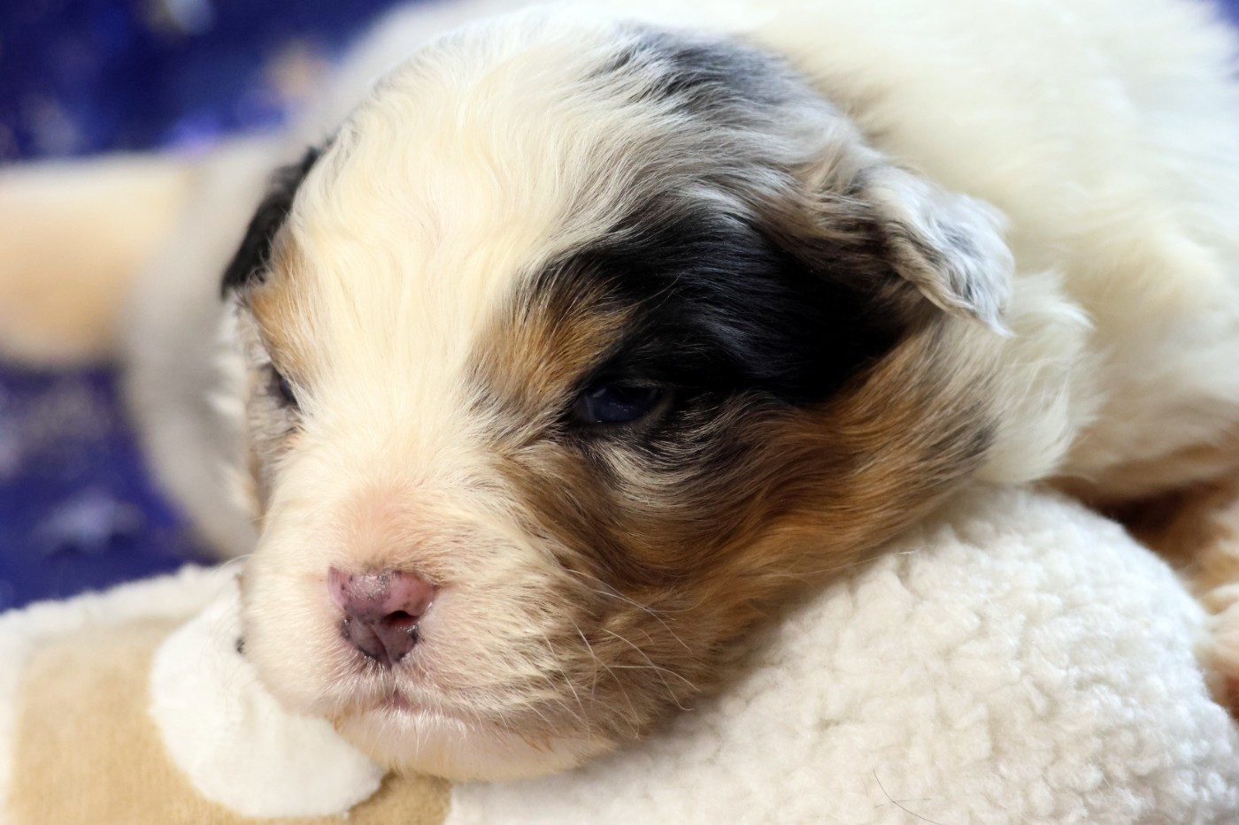 des Gardiens d'Hadès - Chiots disponibles - Berger Australien