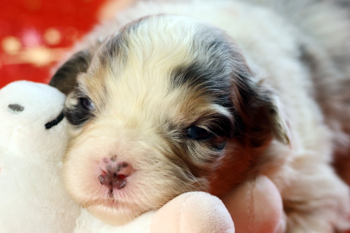 des Gardiens d'Hadès - Chiots disponibles - Berger Australien