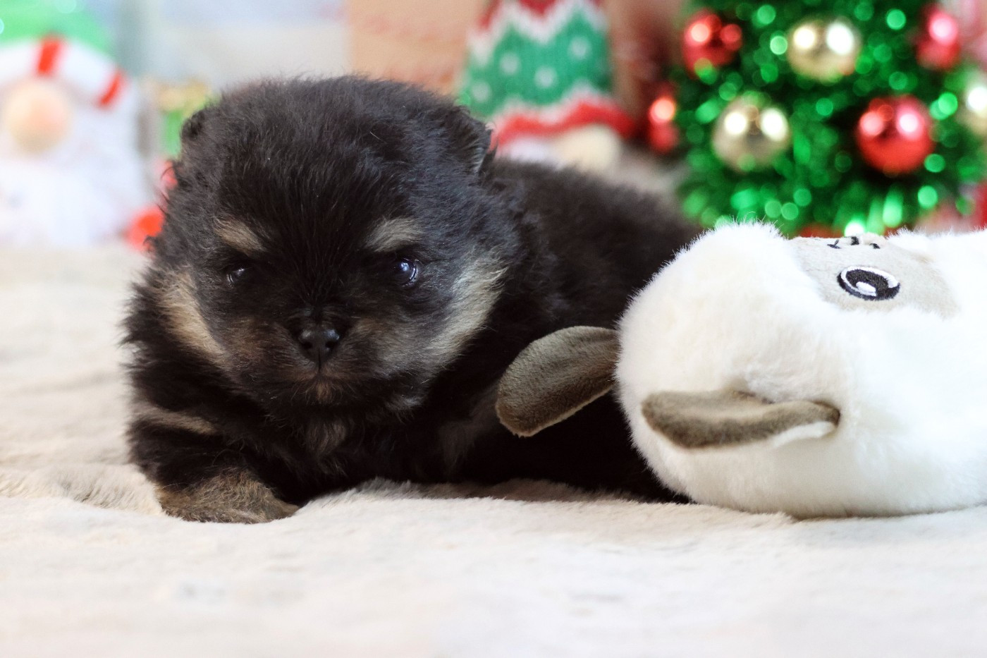 des Gardiens d'Hadès - Chiots disponibles - Spitz allemand