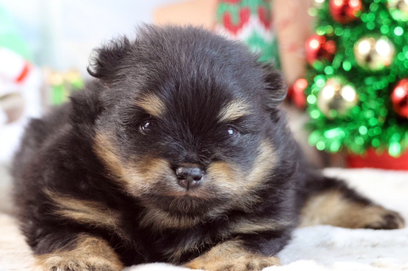 des Gardiens d'Hadès - Chiots disponibles - Spitz allemand
