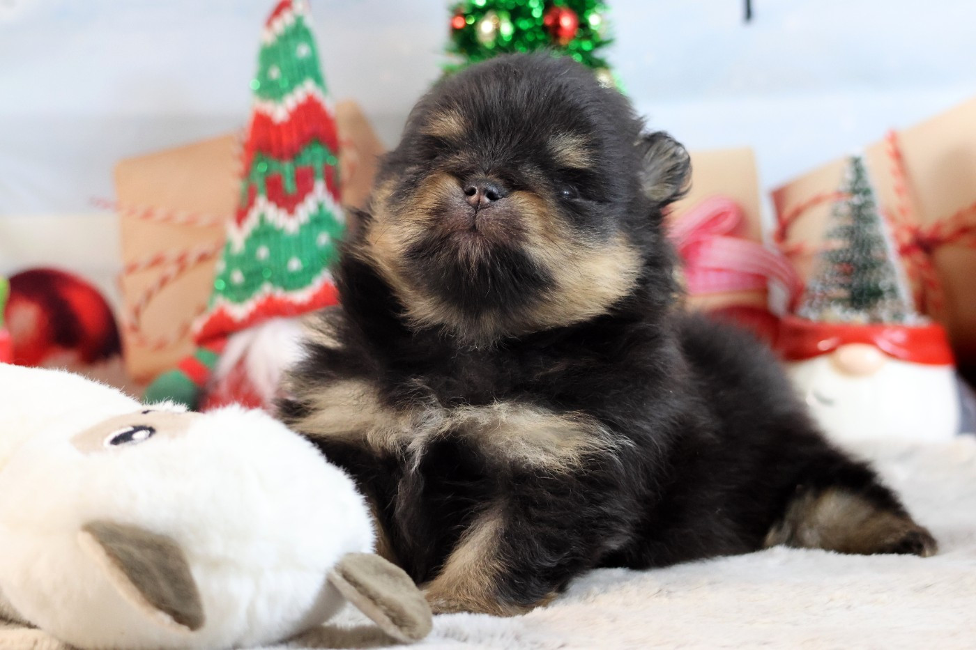 des Gardiens d'Hadès - Chiots disponibles - Spitz allemand
