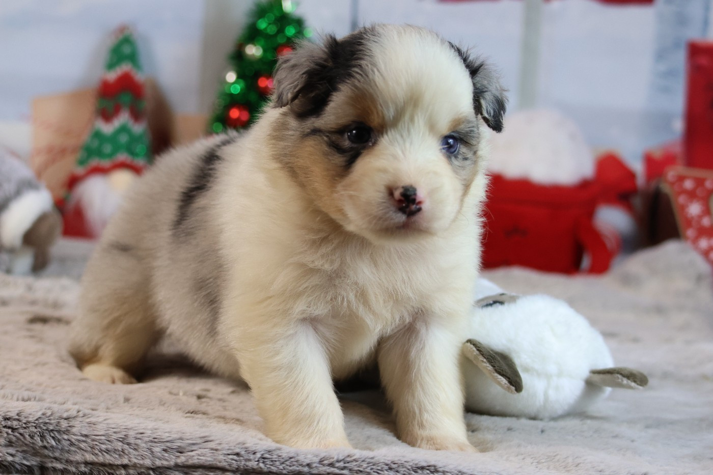 des Gardiens d'Hadès - Chiots disponibles - Berger Australien