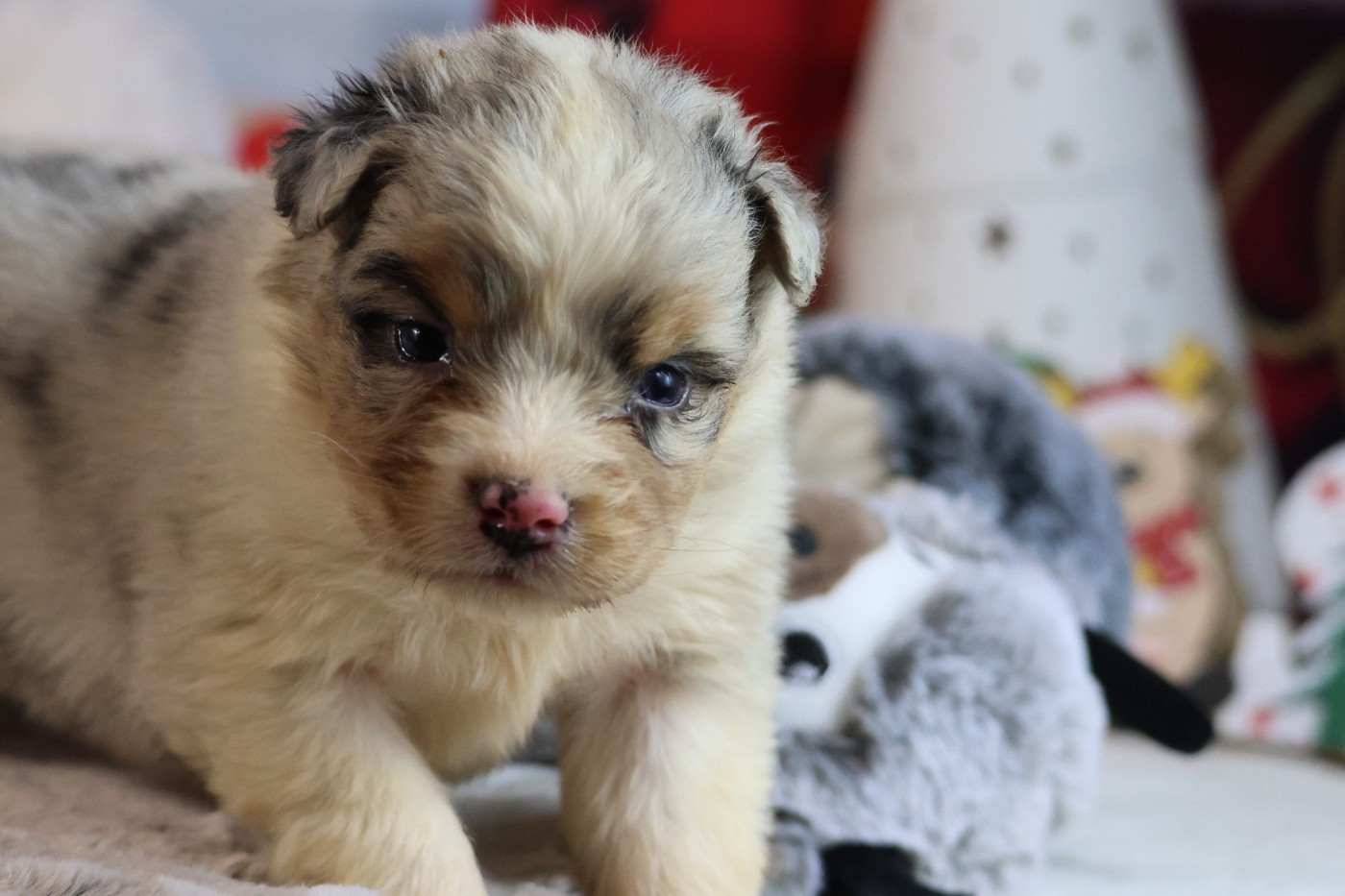 des Gardiens d'Hadès - Chiots disponibles - Berger Australien