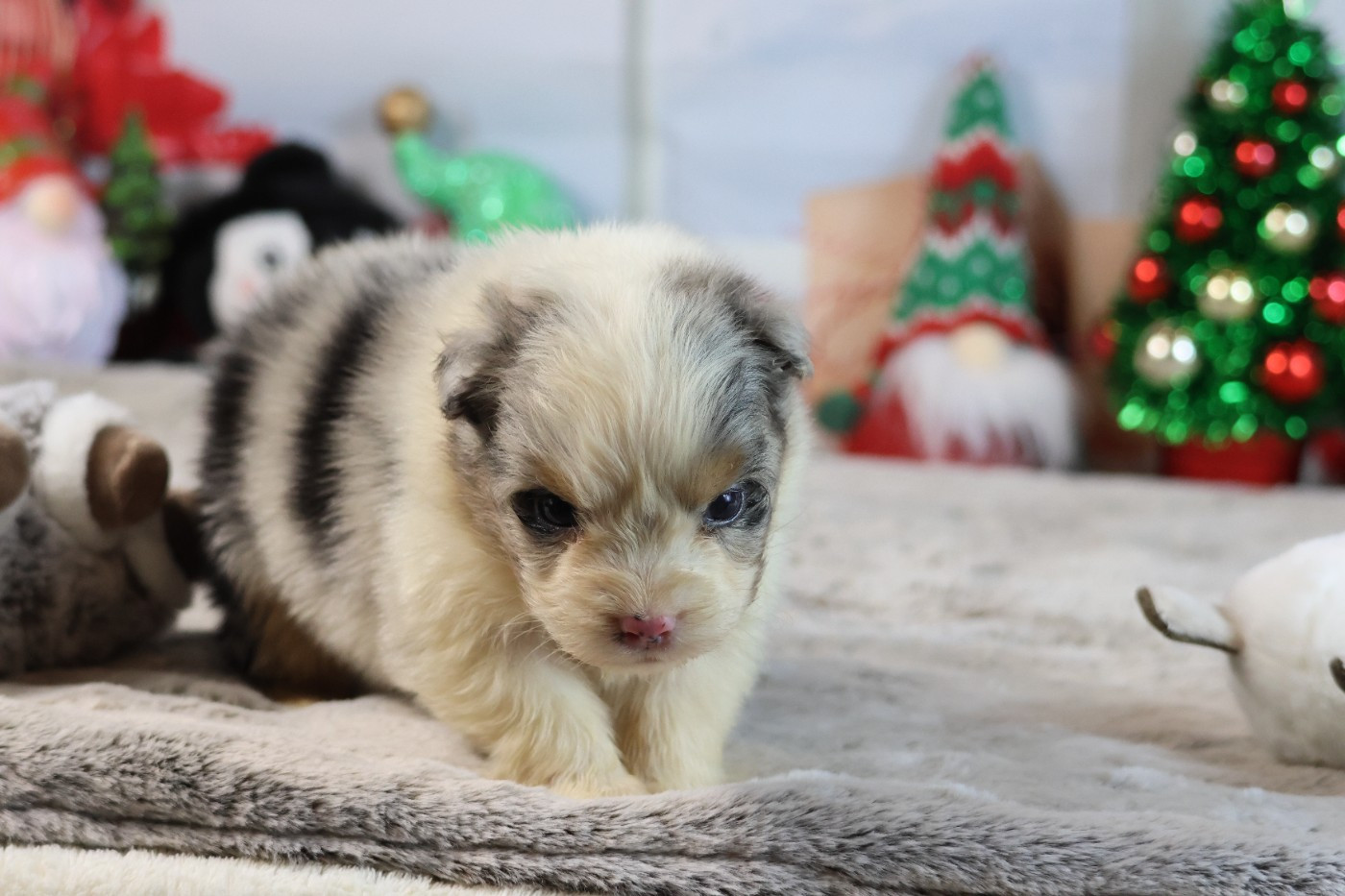 des Gardiens d'Hadès - Chiots disponibles - Berger Australien