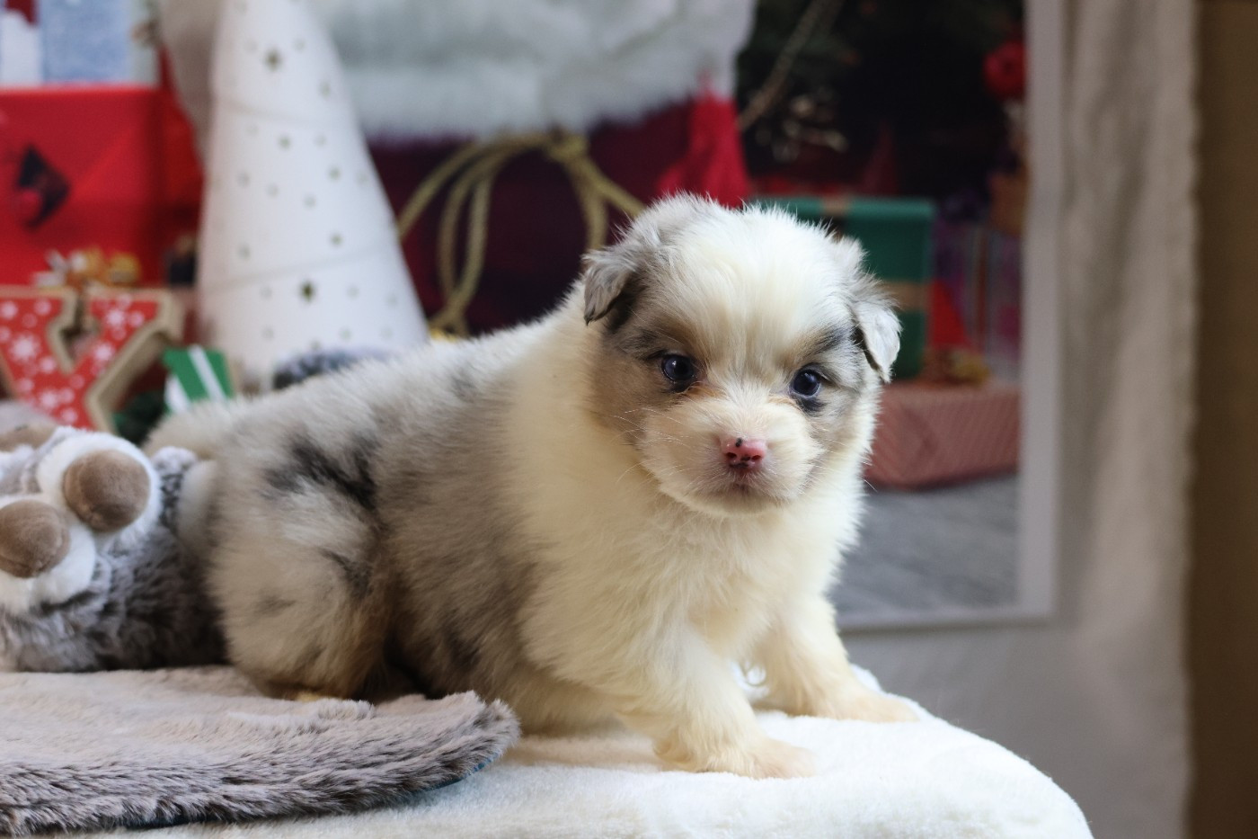 des Gardiens d'Hadès - Chiots disponibles - Berger Australien