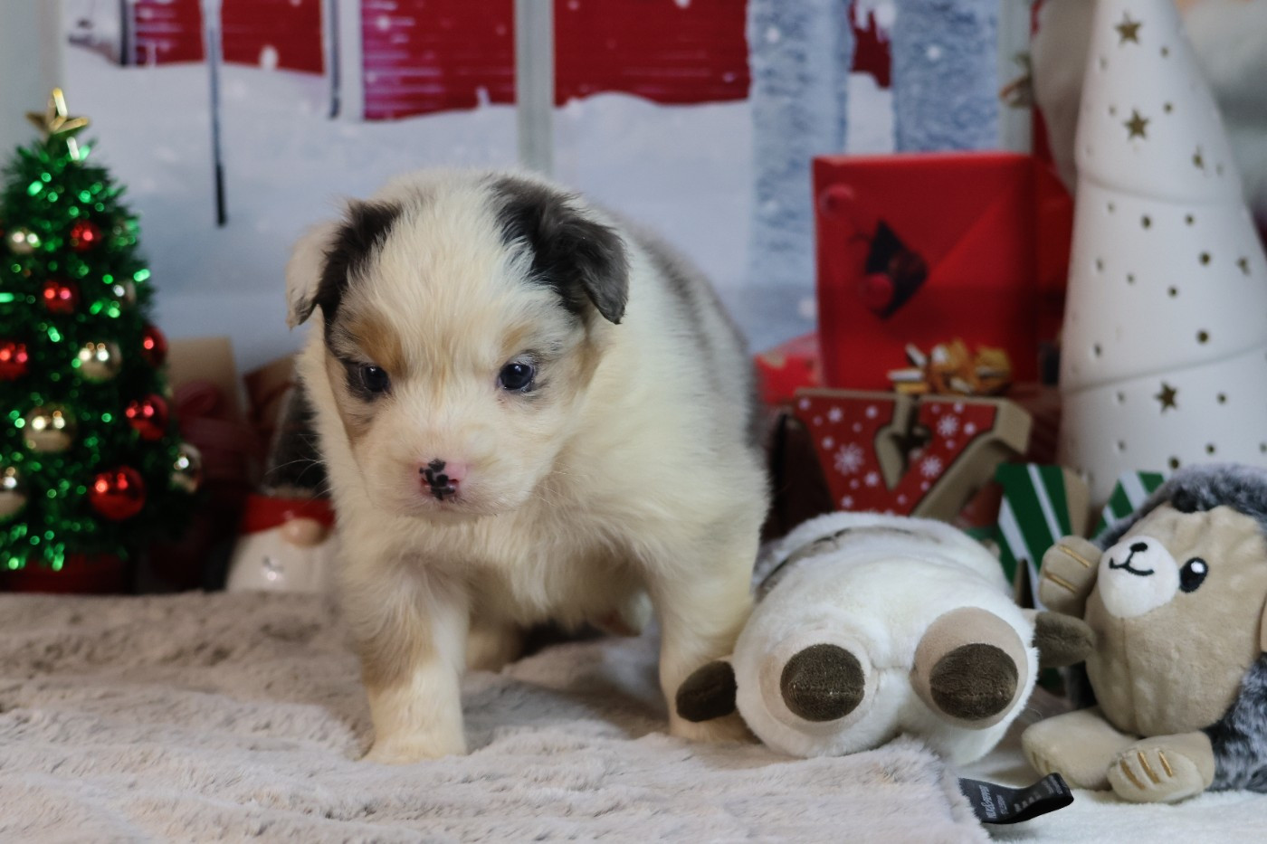 des Gardiens d'Hadès - Chiots disponibles - Berger Australien