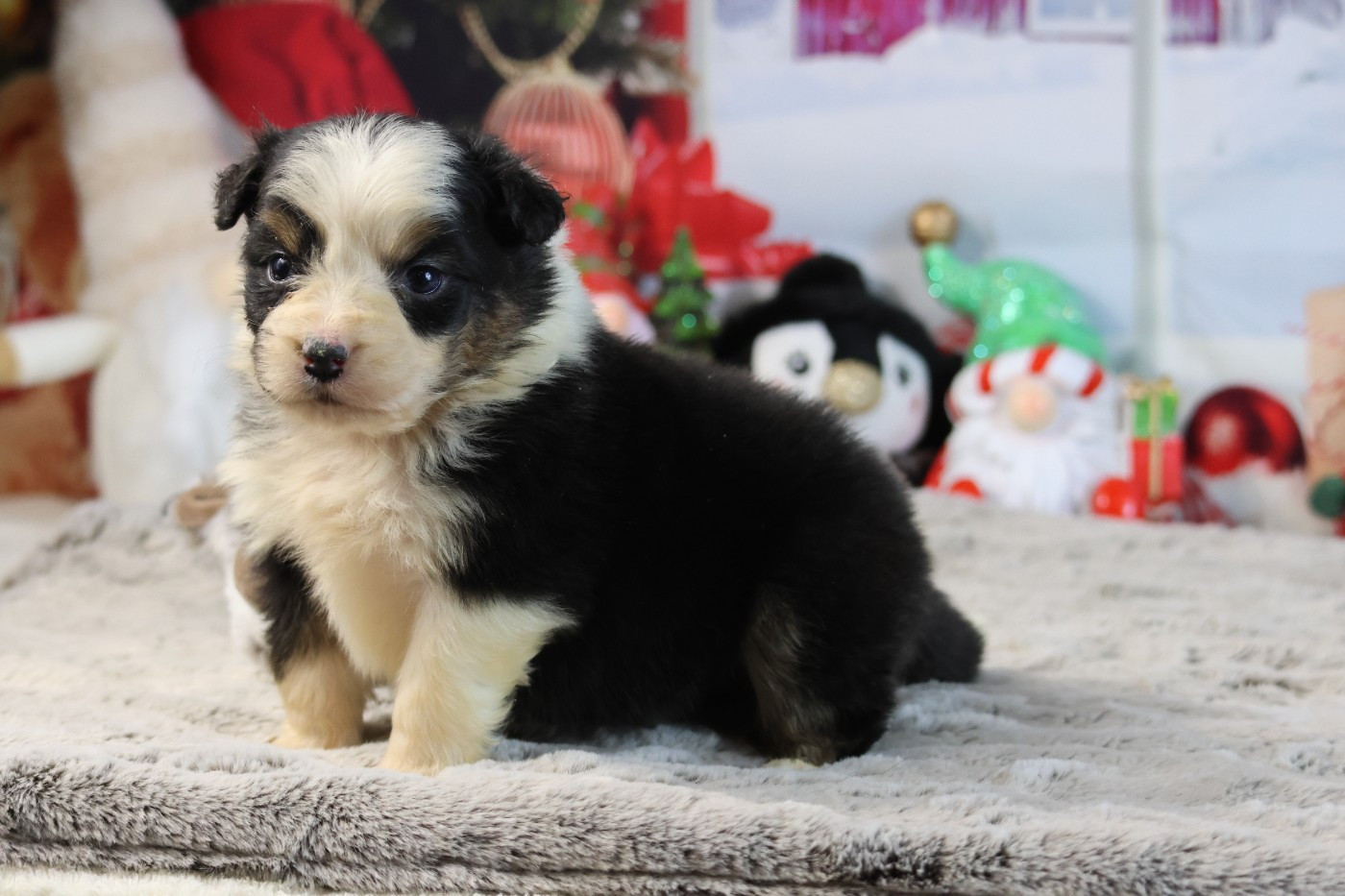 des Gardiens d'Hadès - Chiots disponibles - Berger Australien