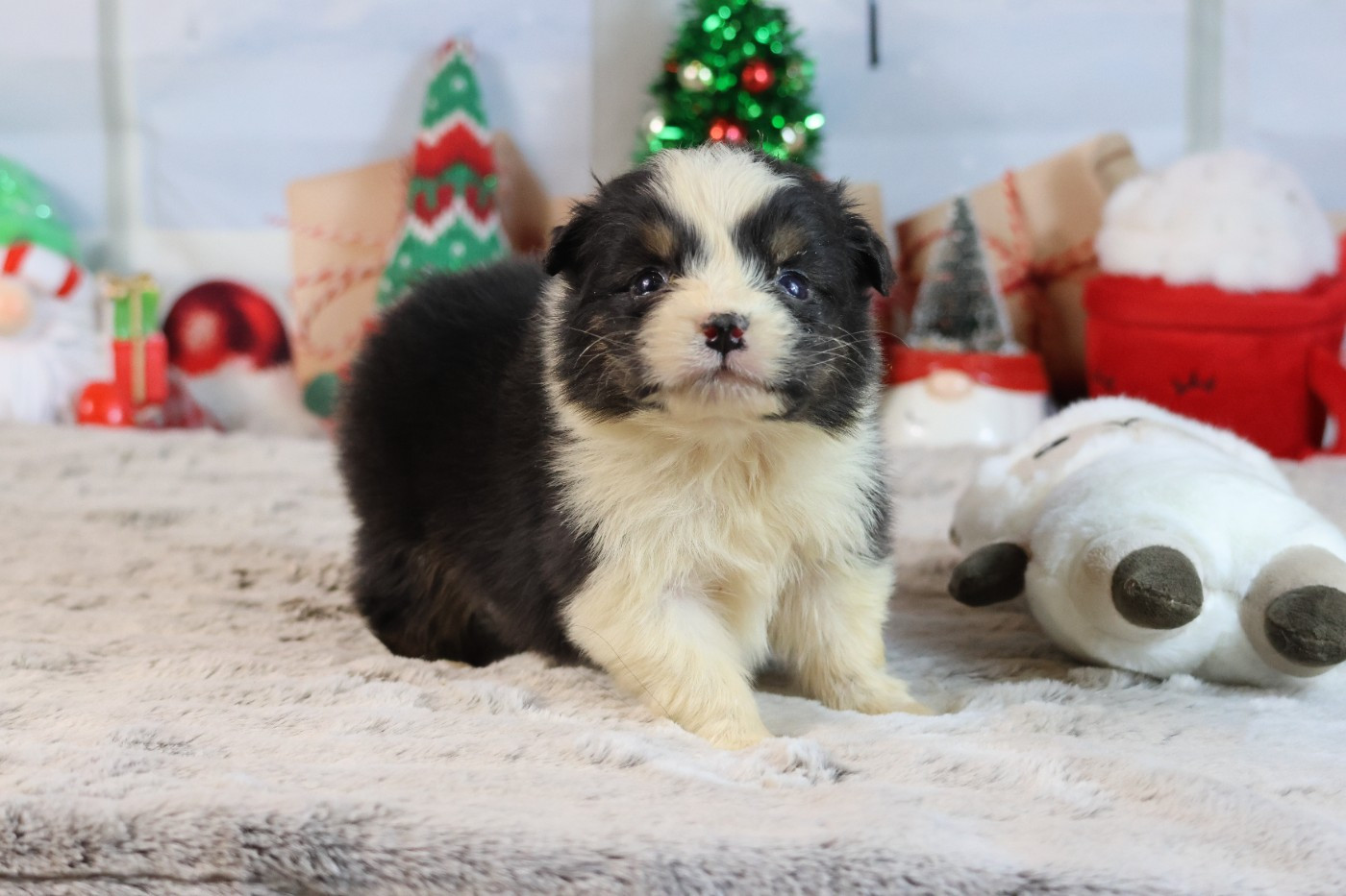 des Gardiens d'Hadès - Chiots disponibles - Berger Australien