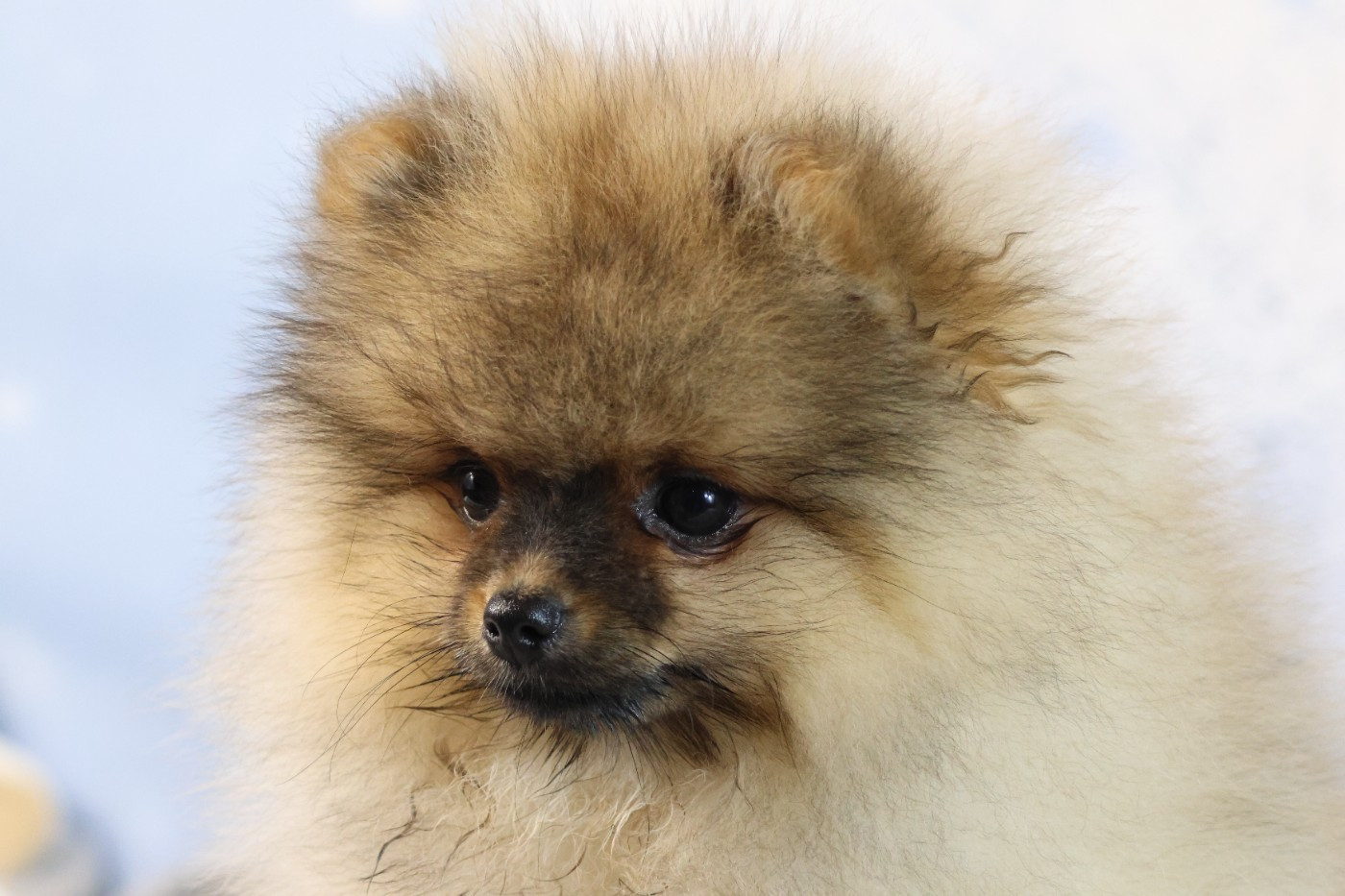 des Gardiens d'Hadès - Chiots disponibles - Spitz allemand