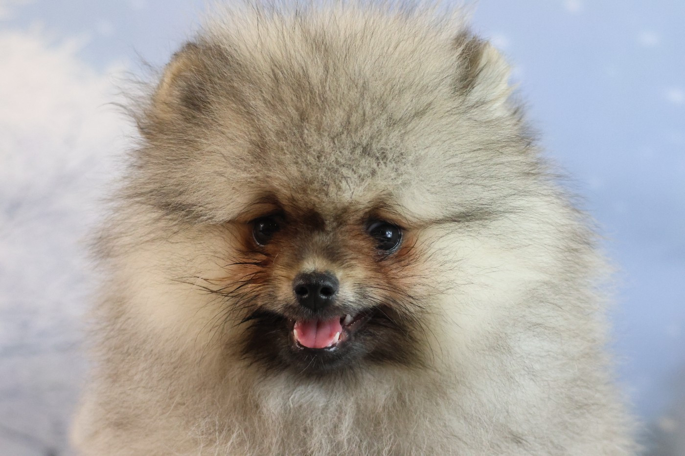 des Gardiens d'Hadès - Chiots disponibles - Spitz allemand