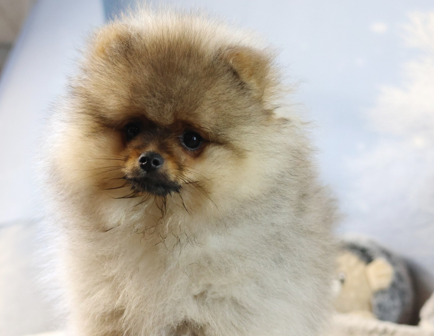 des Gardiens d'Hadès - Chiots disponibles - Spitz allemand