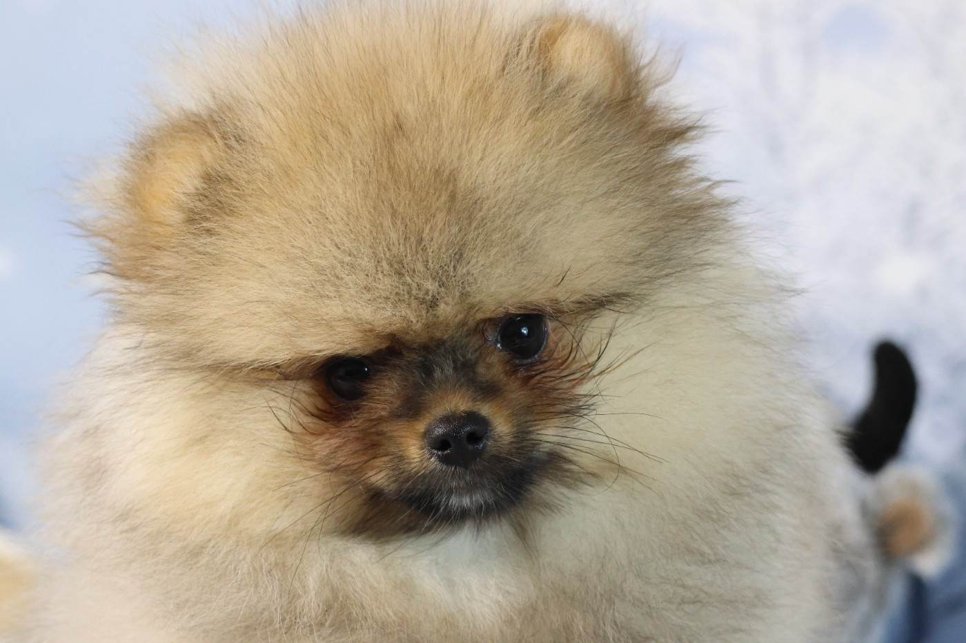 des Gardiens d'Hadès - Chiots disponibles - Spitz allemand